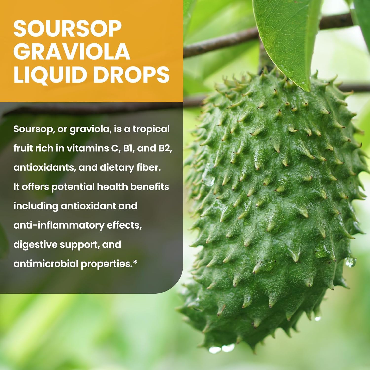 soursop-graviola-liquid-drops---1500mg-soursop-bitters-with-green-tea-black-seed-oil-turmeric-for-immune-support---pineapple-flavor---2-fl-oz-2