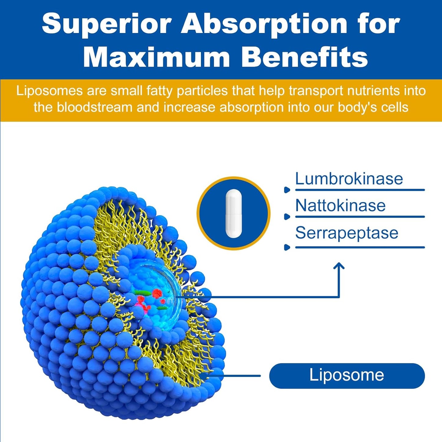 lumbrokinase-nattokinase-serrapeptase-complex-supplement-for-heart-health---60-capsules-with-liposomal-technology-for-improved-circulation-and-digestion-3
