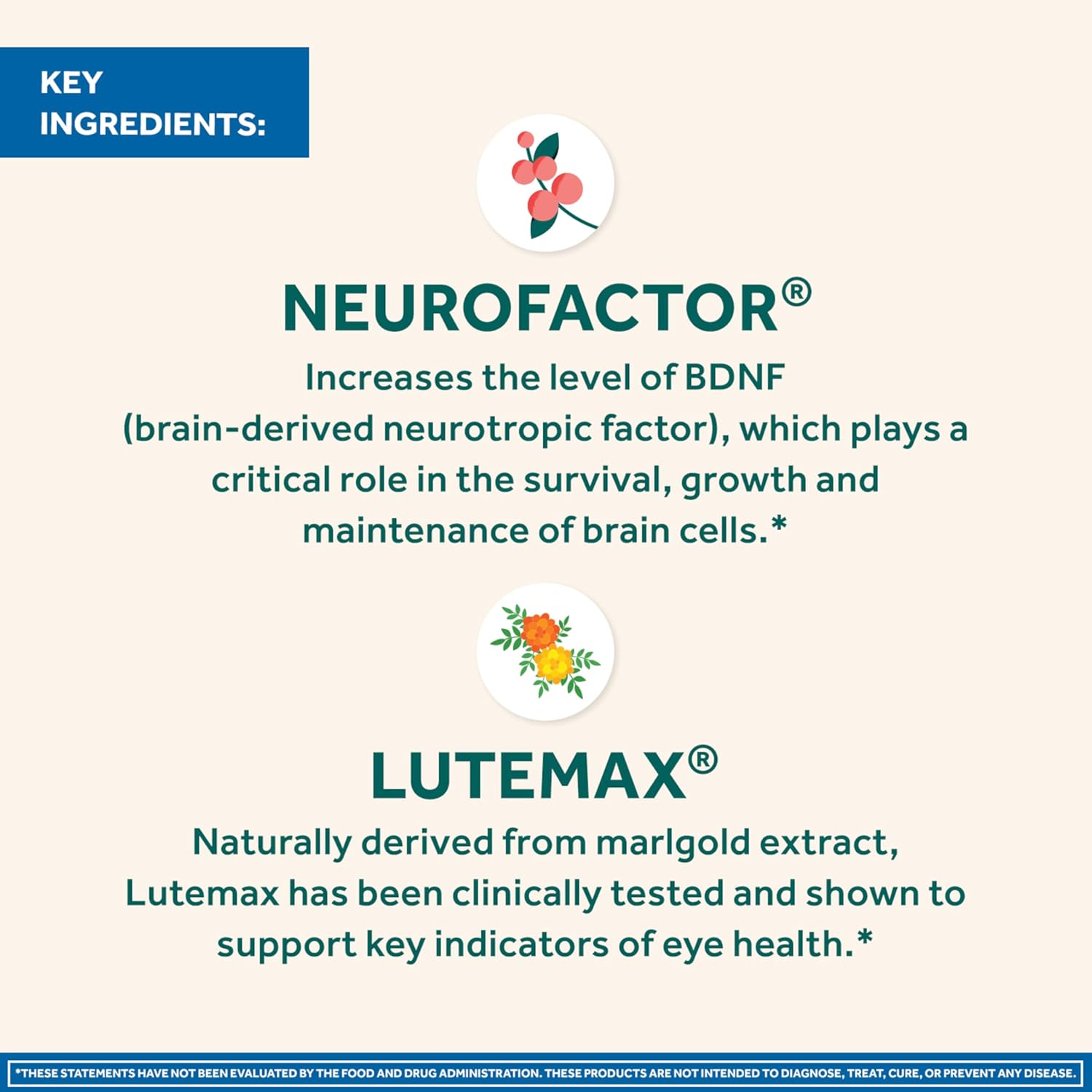Neuriva Brain and Eye Supplement with Lutein, Vitamins, and Zinc for Memory, Focus, and Eye Health - 30ct Capsules - Espot.com.au