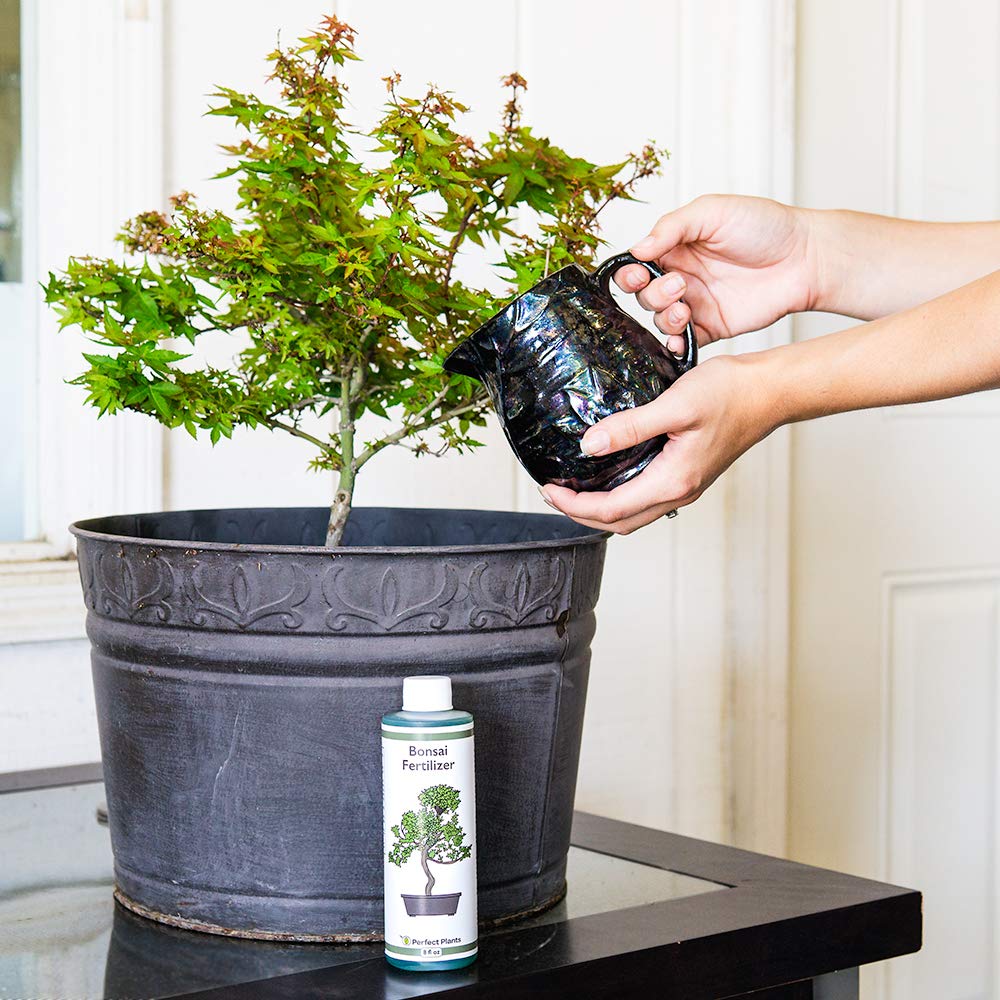 premium-8oz-liquid-bonsai-fertilizer-for-indoor-and-outdoor-trees---concentrated-formula-for-all-bonsai-varieties---ideal-for-potted-plants-3