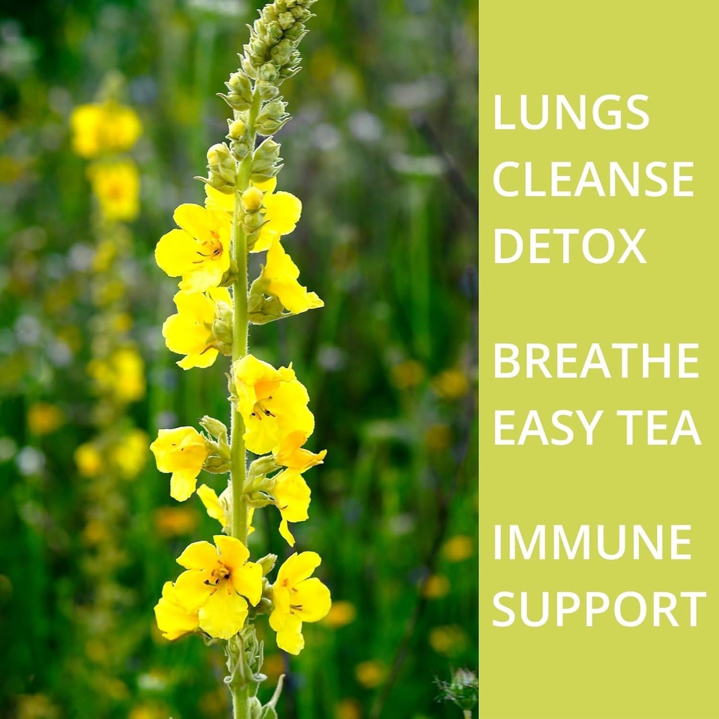 organic-mullein-leaf-tea-bags-for-lungs---detox-lung-cleanse-tea-for-smokers---respiratory-support-and-breathing-aid---caffeine-free-herbal-mullin-tea---60-count-6