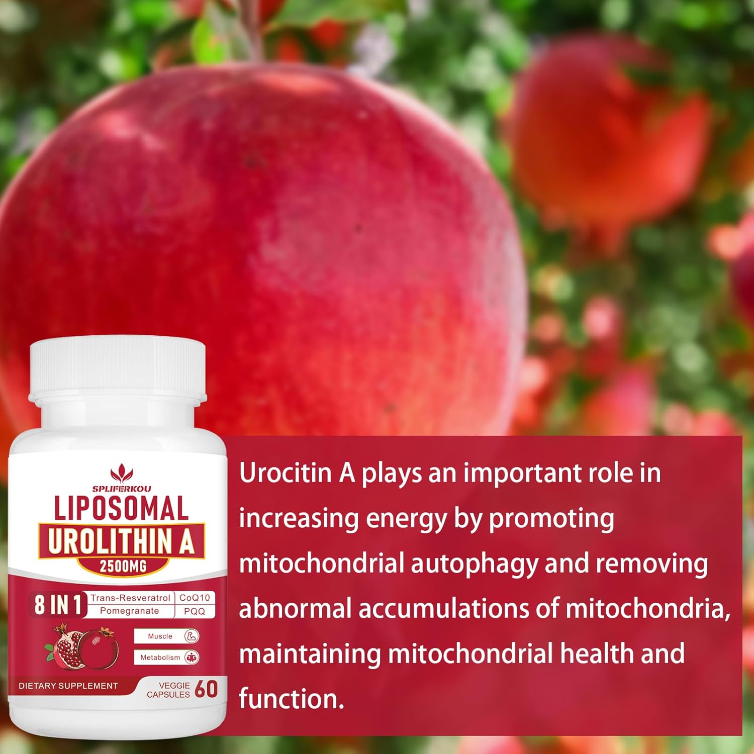 Premium Liposomal Urolithin A Supplement 2500mg with Resveratrol, CoQ10, Pomegranate Extract - Boost Cellular Energy, Gluten-Free - 180 Capsules - Espot.com.au