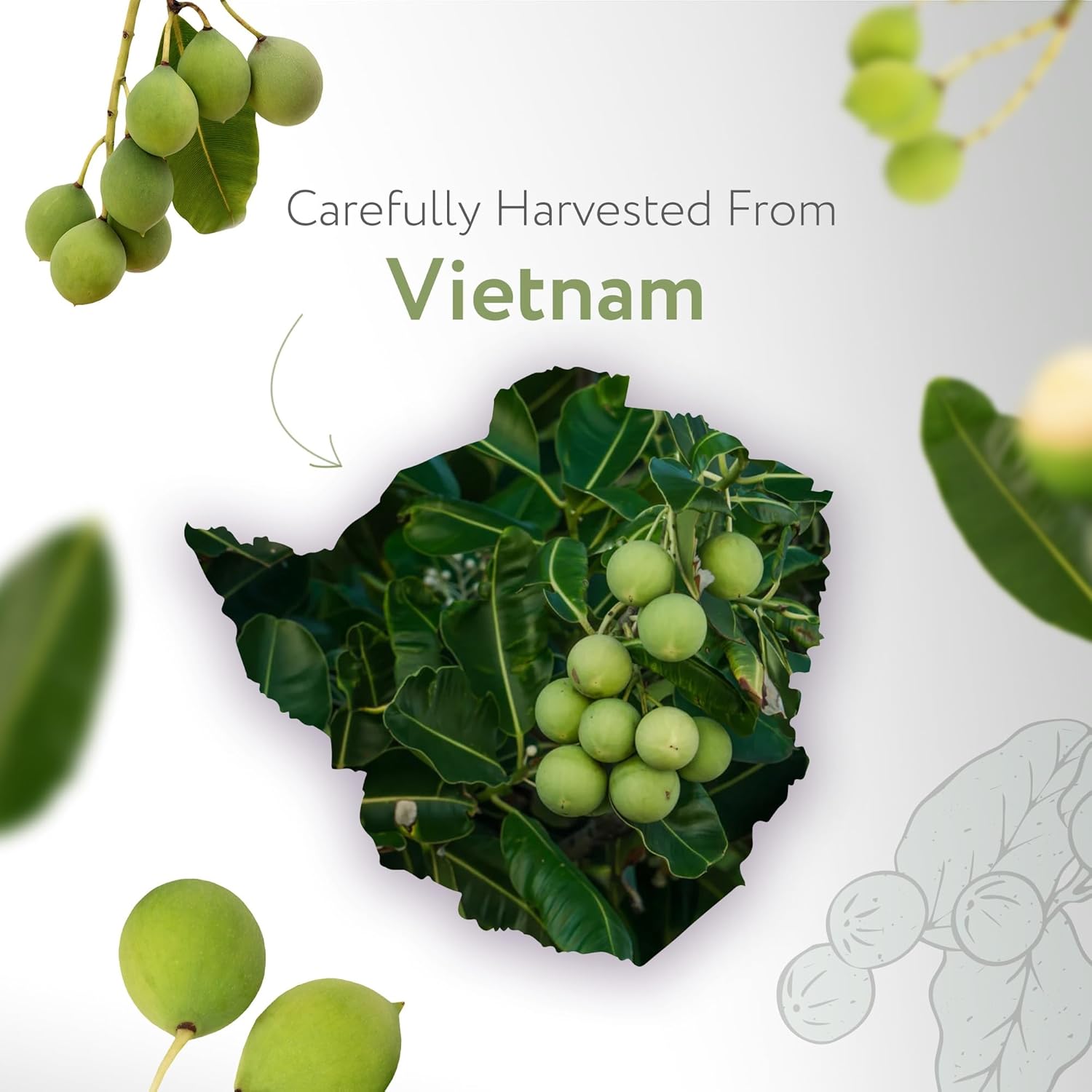 organic-california-tamanu-oil-4-oz---cold-pressed-usda-certified-carrier-oil-for-face-body-lips-nails---shampoo-conditioner-3