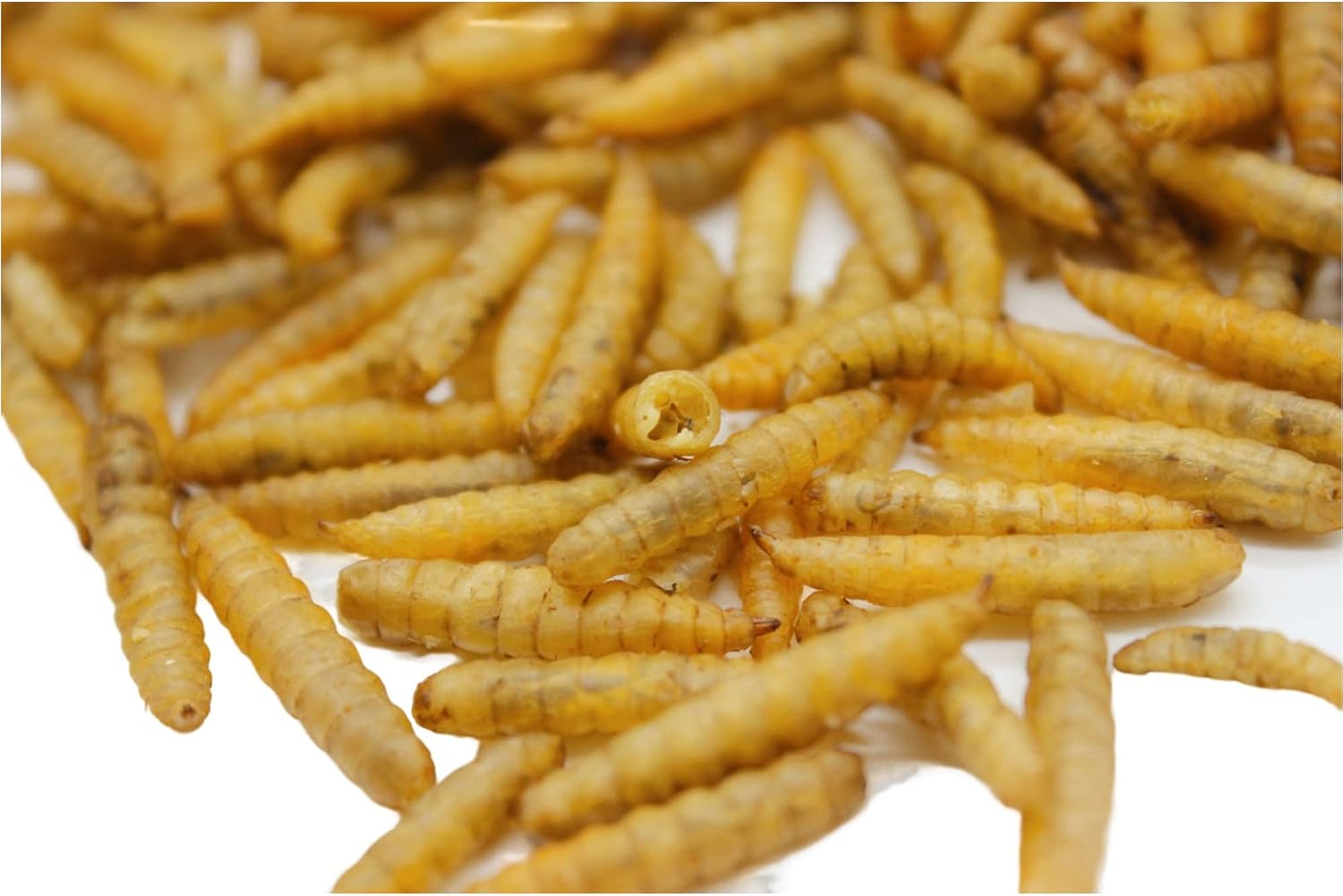 premium-bsf-larvae-chicken-treats-2lbs---non-gmo-high-calcium---molting-laying-supplement---for-layer-hens-ducks-wild-birds---superior-to-dried-mealworms-7