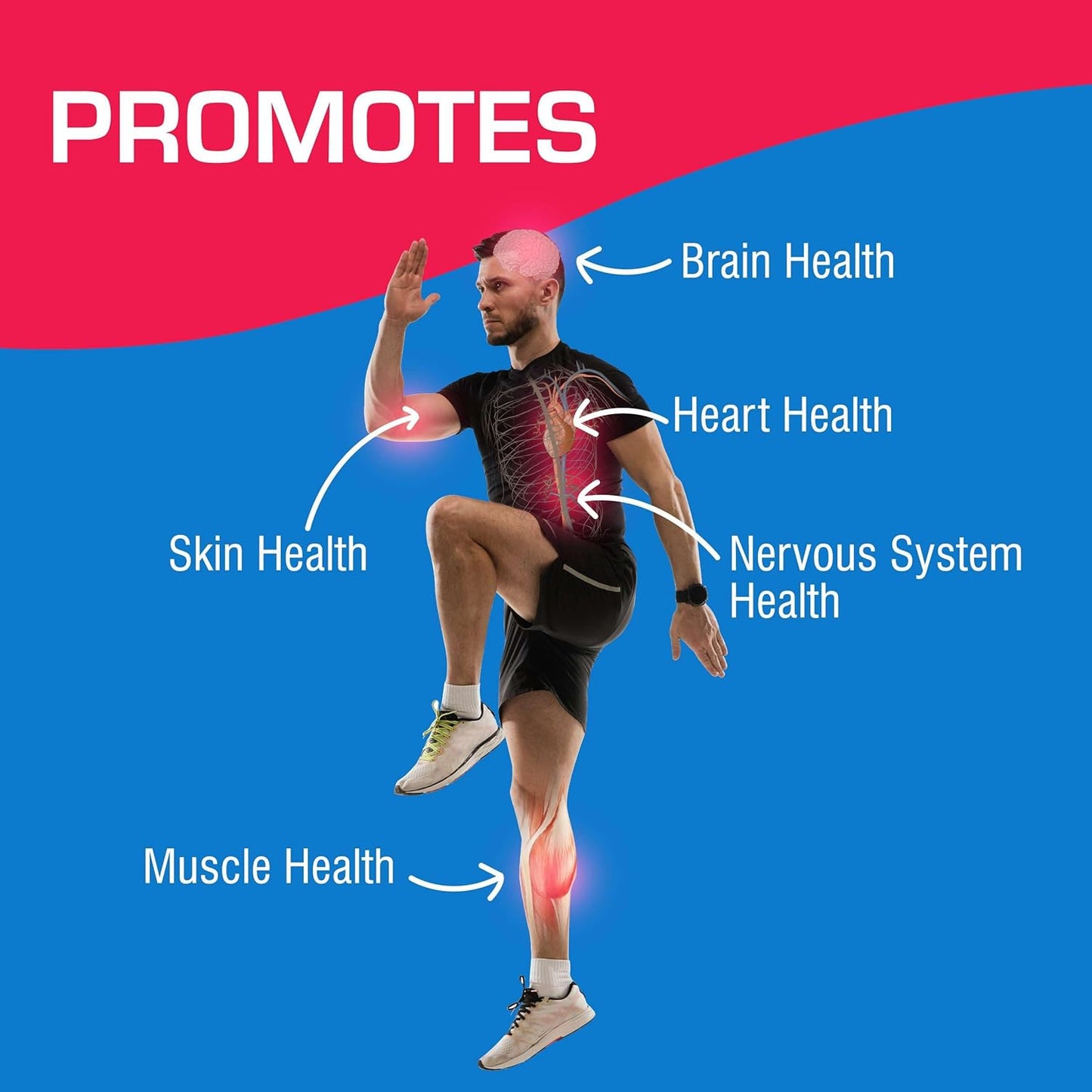 muscle-and-nerve-health-supplement-with-vitamin-b12-turmeric-curcumin-magnesium-choline-niacin---40-tablets-by-anabolic-laboratories---neuro-ease-formula-5