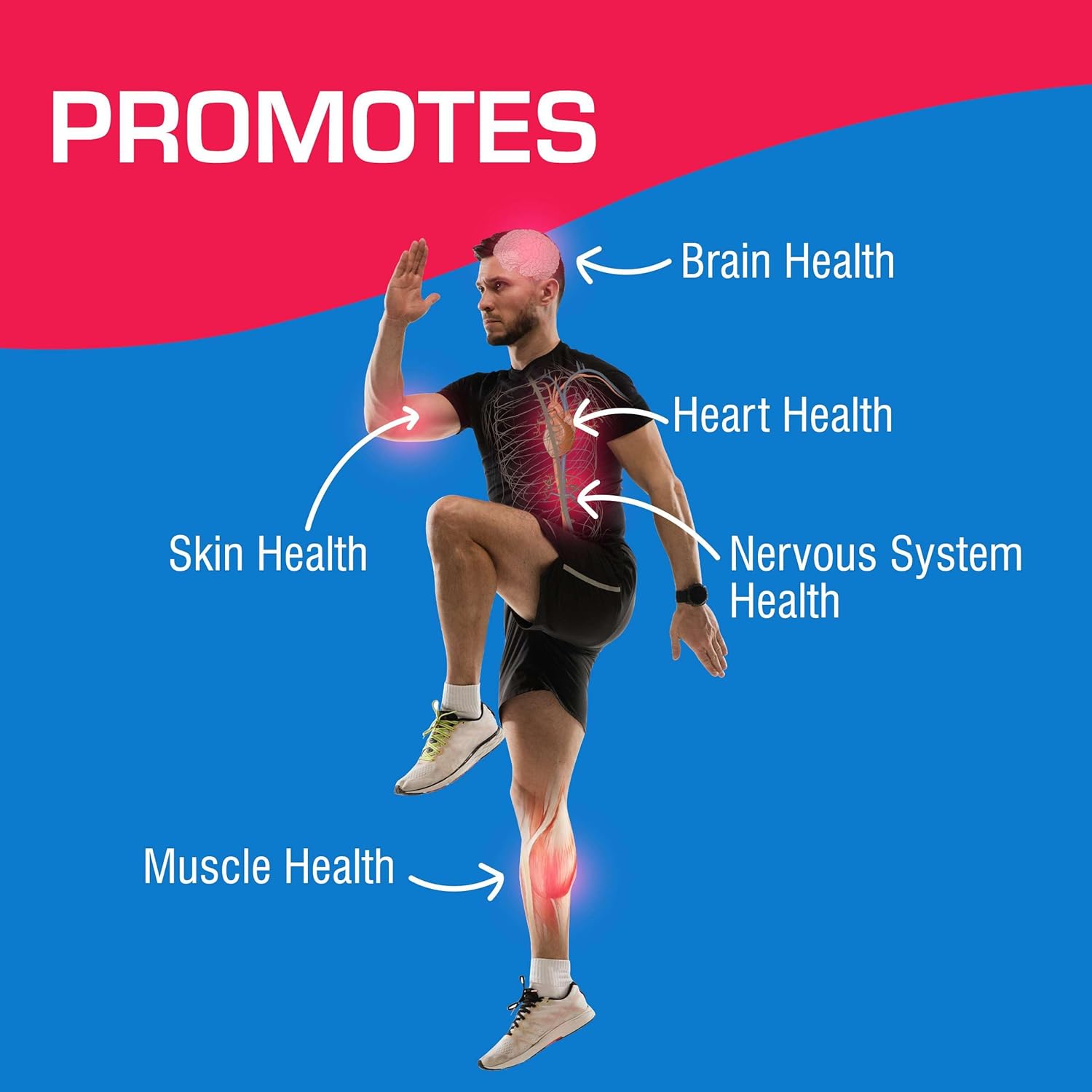 muscle-and-nerve-health-supplement-with-vitamin-b12-turmeric-curcumin-magnesium-choline-niacin---40-tablets-by-anabolic-laboratories---neuro-ease-formula-5