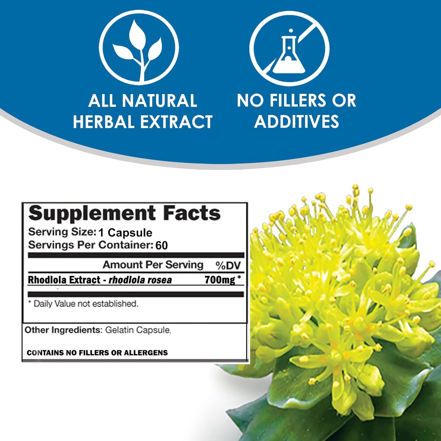 RHODIOLA Rosea Supplement - 60 Capsules | 3% Salidrosides Extract | VH Nutrition Standardized Formula - Espot.com.au