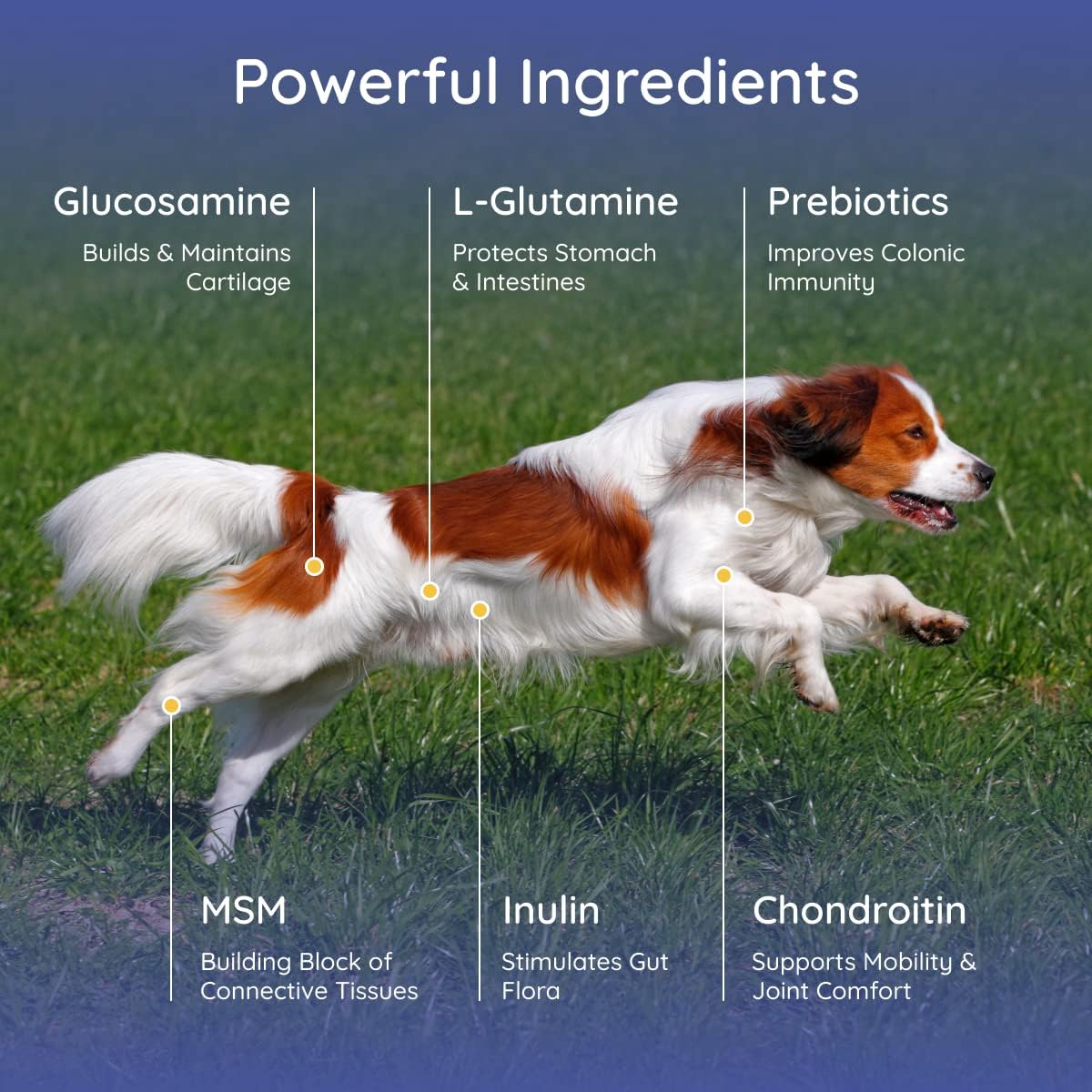 organic-petralyte-dog-electrolyte-and-joint-supplement-with-all-natural-vitamins-for-inflammation-and-mobility-support---chicken-flavored-2