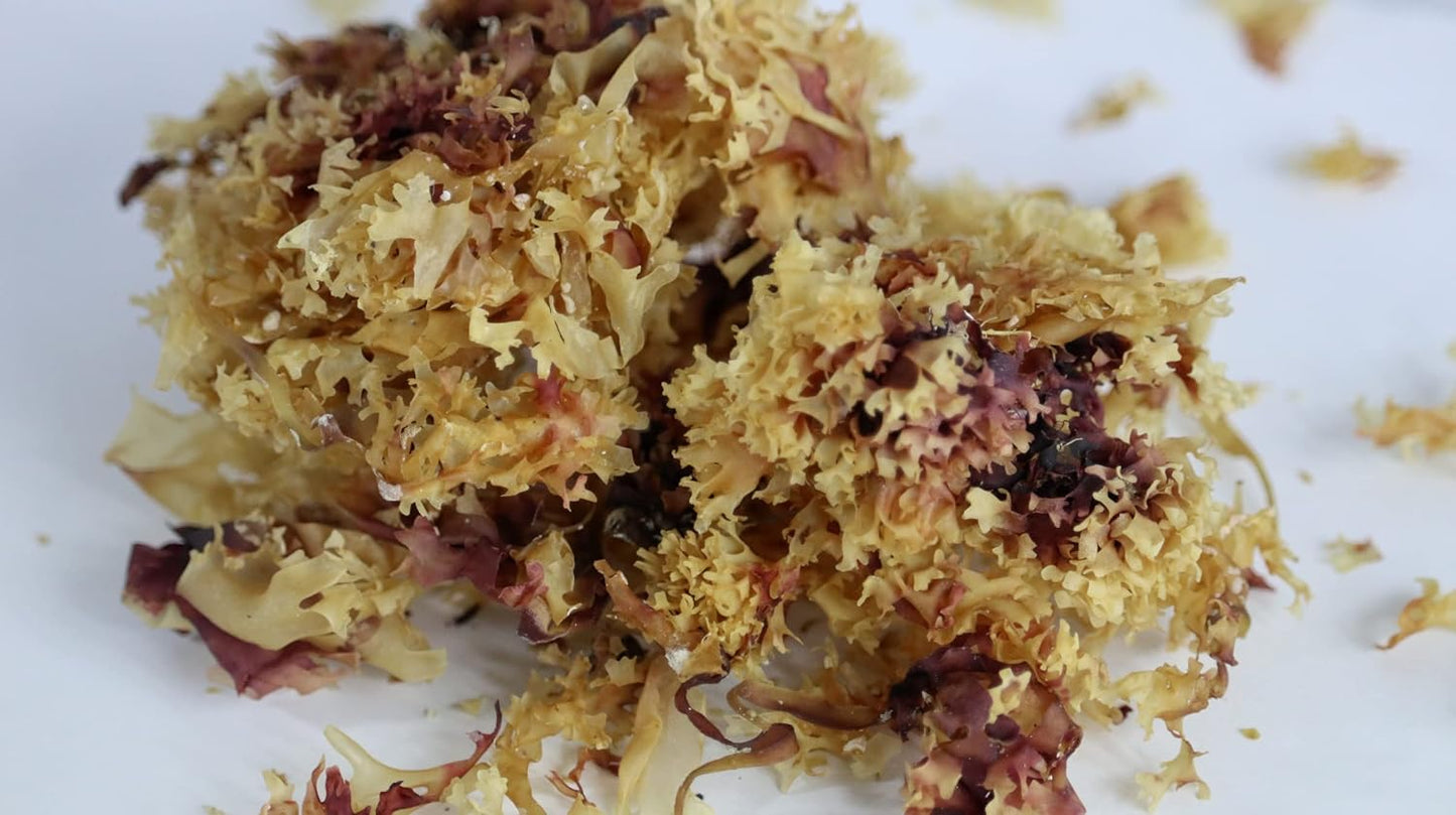 organic-irish-sea-moss-from-ireland-wildcrafted-chondrus-crispus-raw-irish-moss-golden-color-6