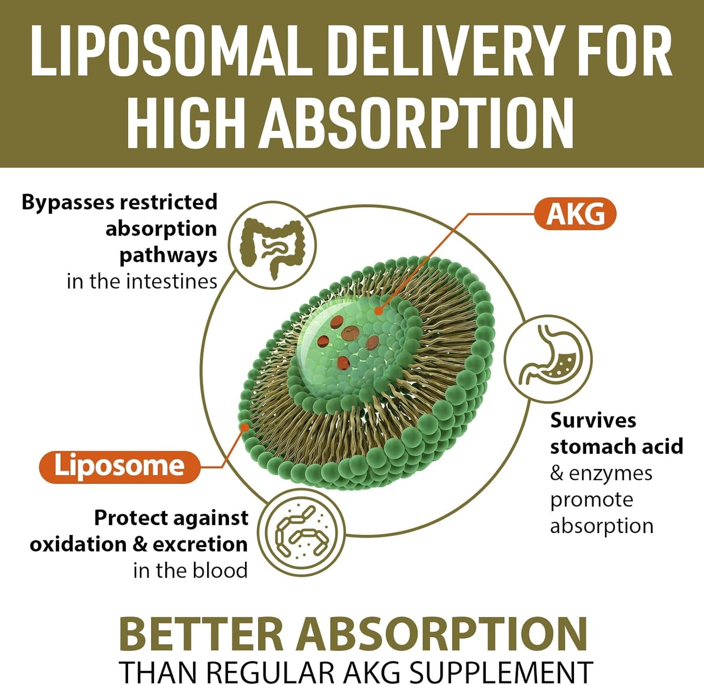 high-absorption-liposomal-calcium-akg-supplement-1500-mg---boost-cellular-energy-metabolic-function---120-softgels---age-defense-longevity-formula-3