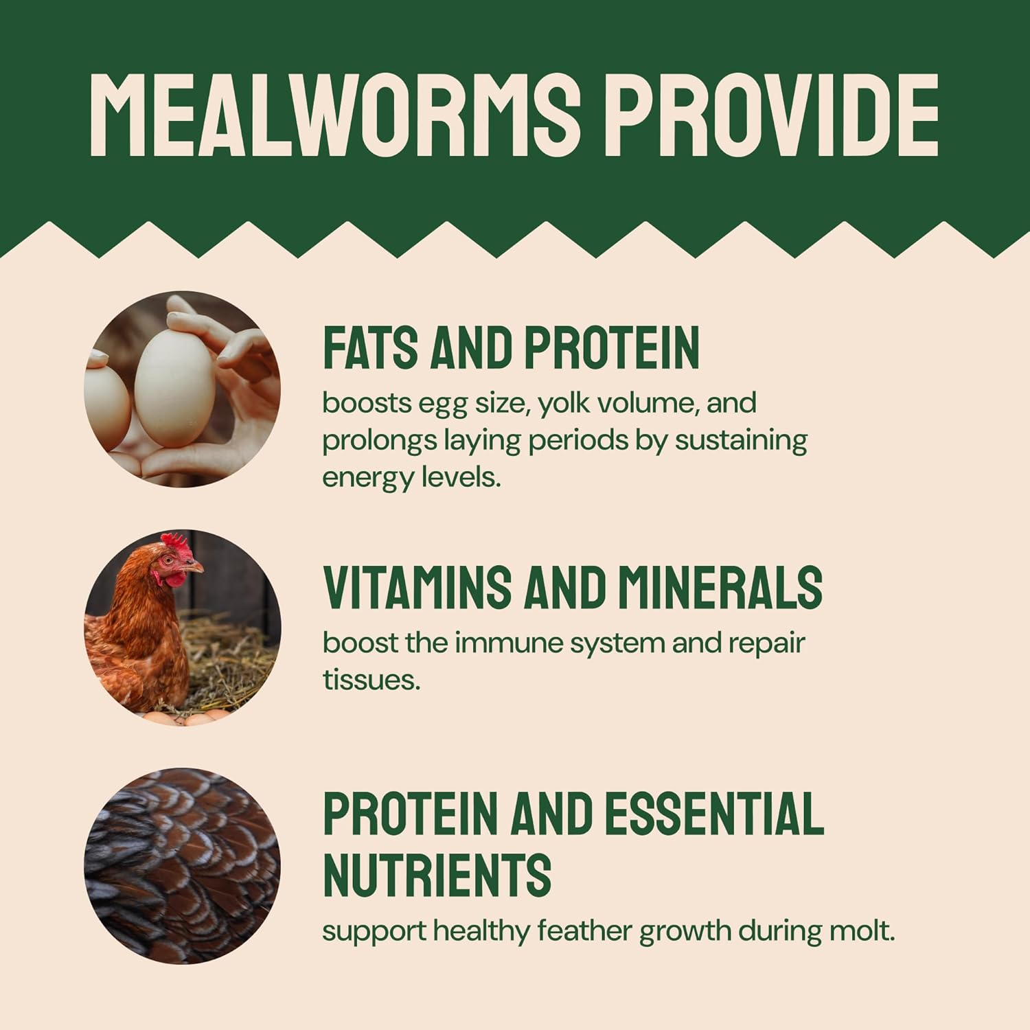 organic-non-gmo-dried-mealworms-10-lbs---chicken-feed-treats-for-laying-hens---bulk-mealworms-for-birds---premium-chick-feed-supplement-5