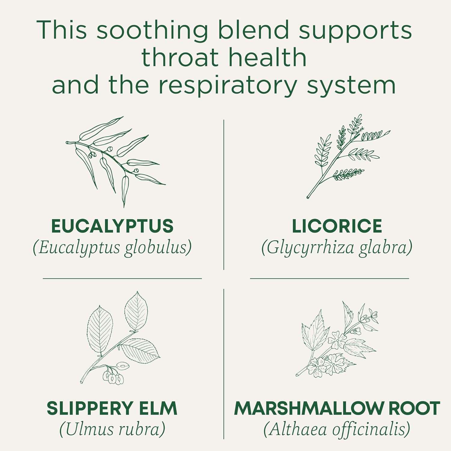 organic-eucalyptus-throat-coat-tea-for-respiratory-support---16-tea-bags-2