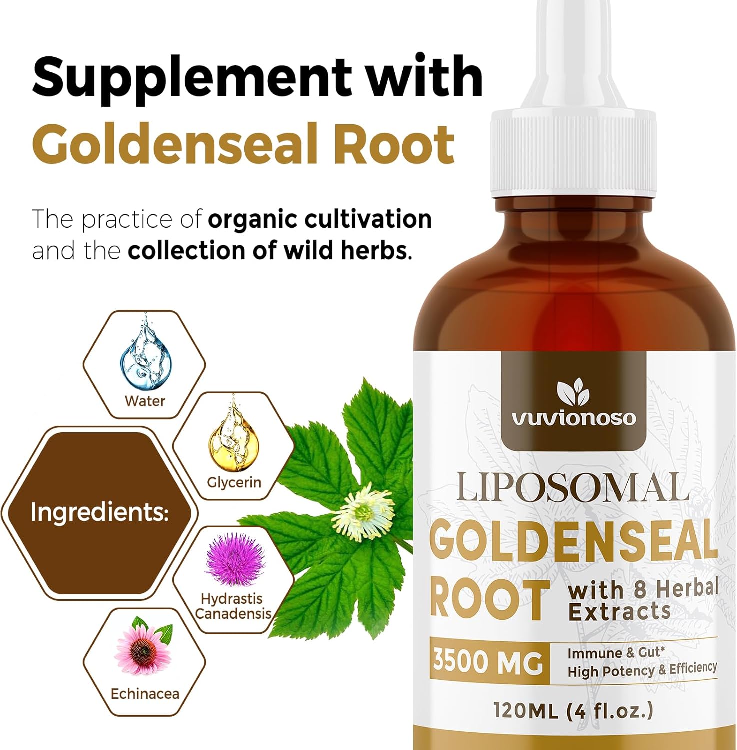goldenseal-root-liquid-extract-for-immune-support-lung-health---3000mg-tincture---sugar-free-vegan---fast-absorbing-echinacea-goldenseal-blend---120ml-x-2-pack-3