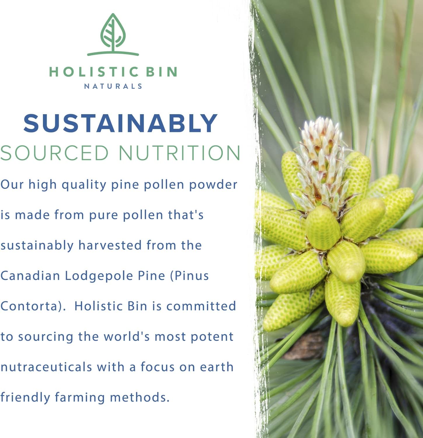 organic-golden-canadian-pine-pollen-powder---pharmaceutical-grade-wild-harvested-gmo-free---pure-supplement-from-lodgepole-pine-tree---20g-6