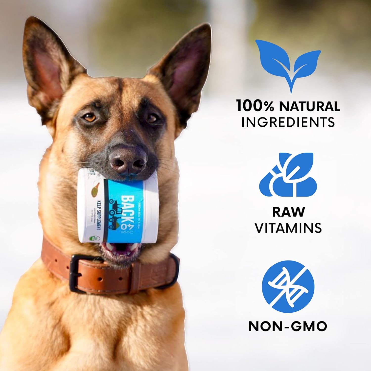 premium-back-40-dogs-kelp-powder-supplement---453g---rich-in-iodine-omegas-for-thyroid-dental-immune-digestive-heart-health---optimal-pet-health---multifunctional-dog-vitamins-6