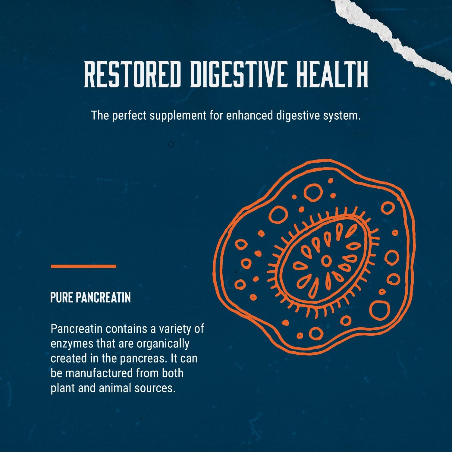 california-products-pancreatin-digestive-enzyme-supplements-for-gut-health---digestion-relief-and-gut-repair---pure-enzymes-supplement-for-men-and-women-5