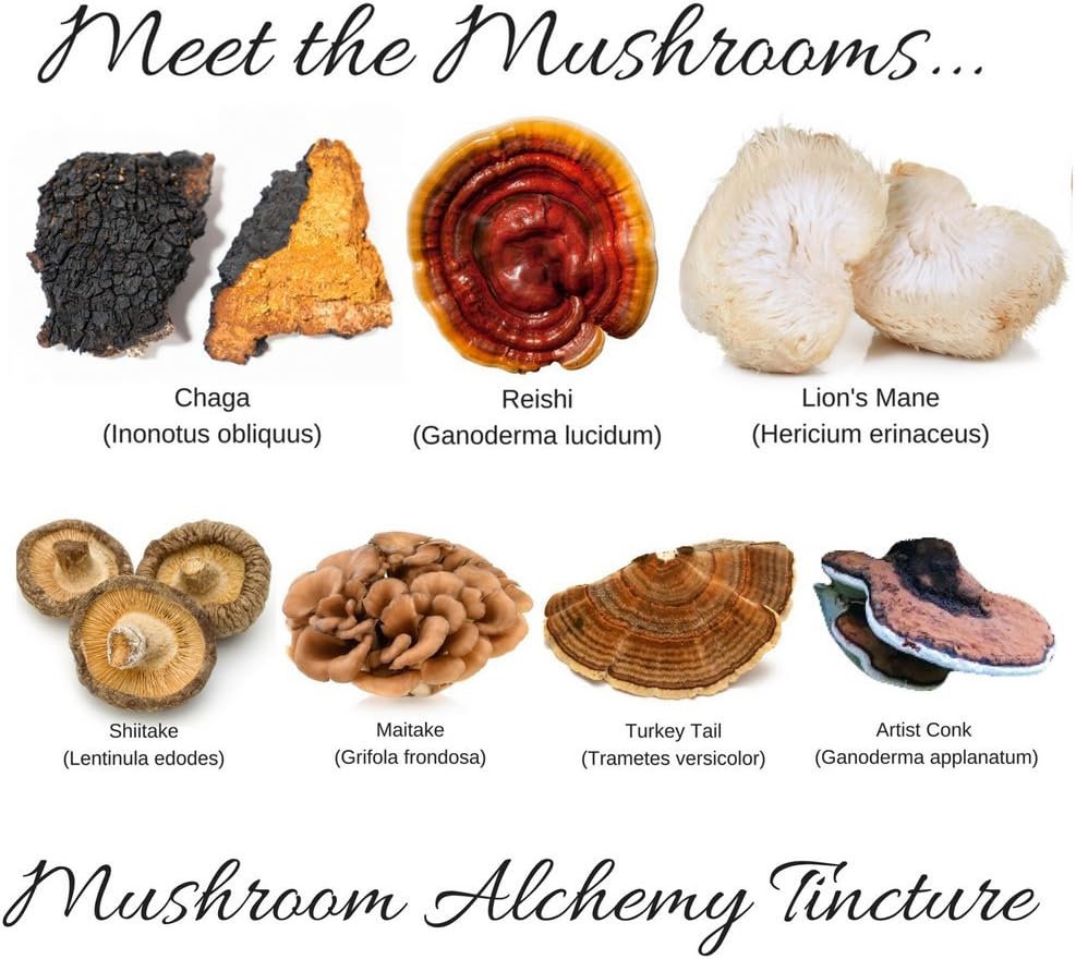 lost-empire-herbs-mushroom-alchemy-tincture---7-medicinal-mushrooms-spagyric-blend---reishi-turkey-tail-maitake-shiitake-lions-mane-artist-conk-chaga---1-fl-oz-5