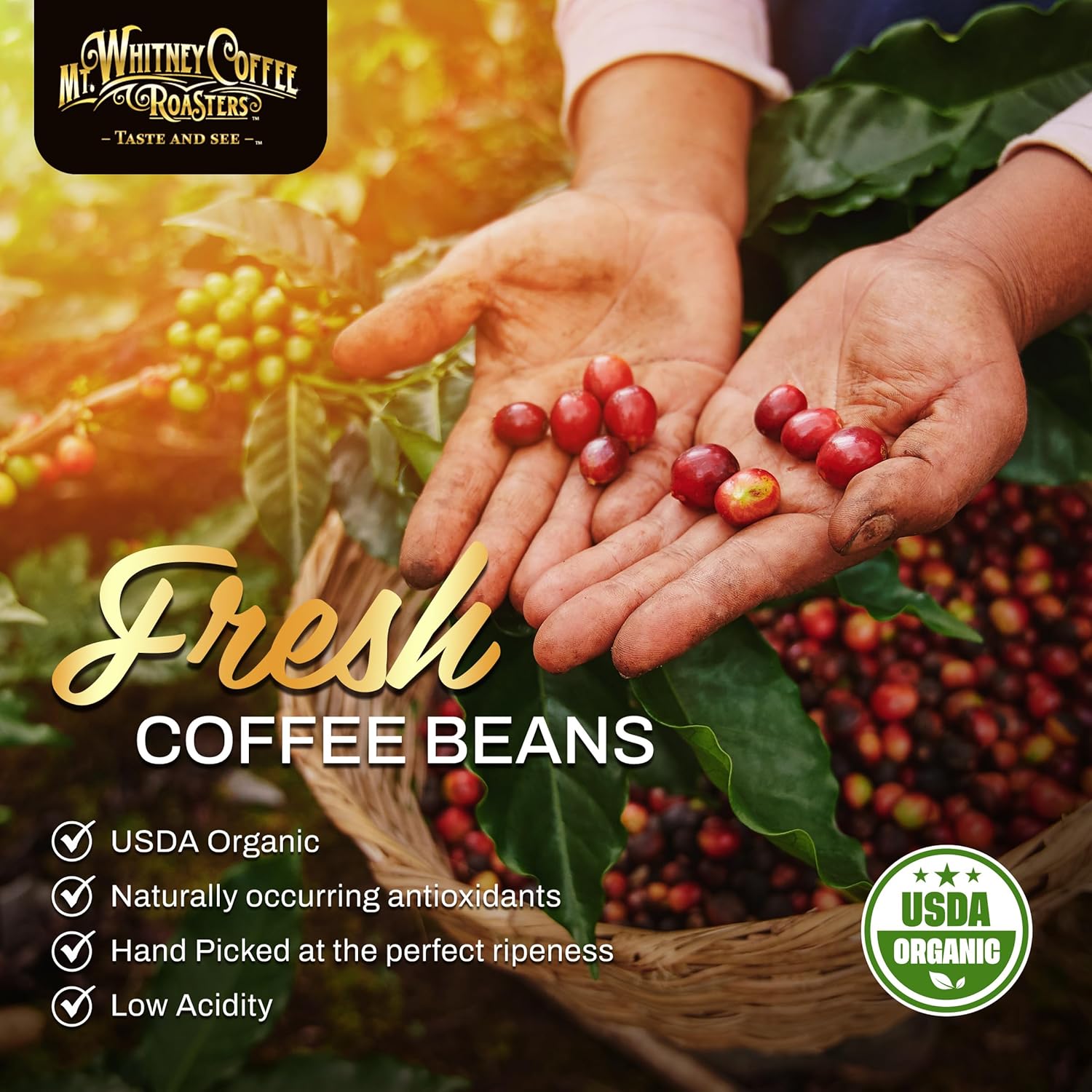 mt-whitney-base-camp-blend-coffee-beans---medium-dark-roast-low-acid-ground-coffee---5-lb-pack-3