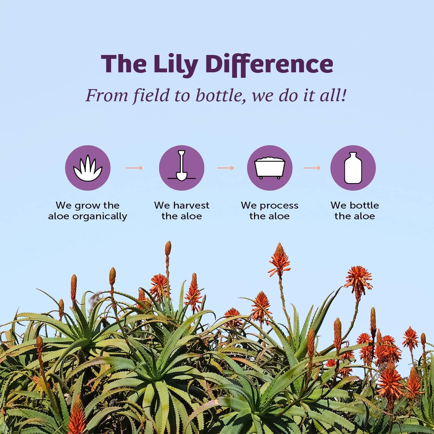 128oz-lily-of-the-desert-whole-leaf-filtered-aloe-vera-juice---non-gmo-drink-with-natural-vitamins-and-digestive-enzymes-for-gut-health-and-glowing-skin-7