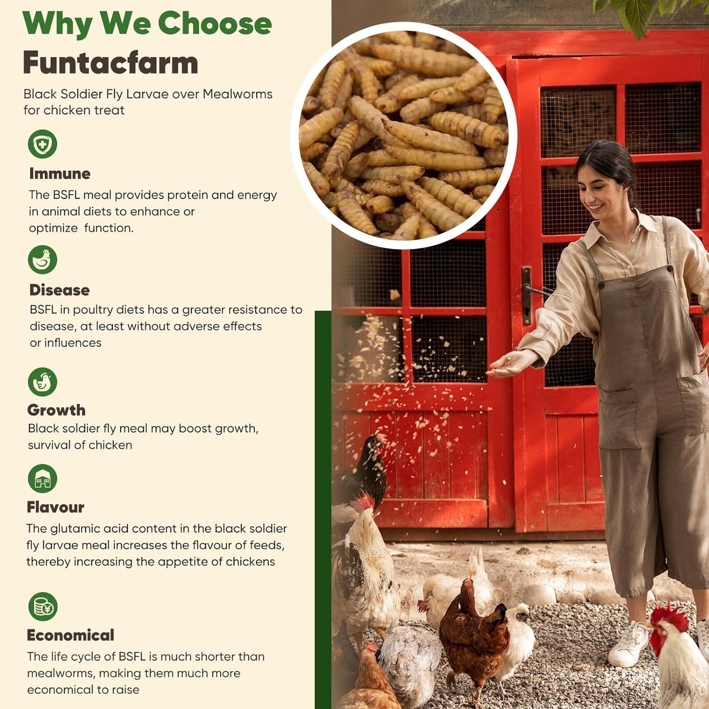 5lb-organic-black-soldier-fly-larvae-for-chickens-high-calcium-chicken-treat-gmo-free-chicken-feed-supplement-4