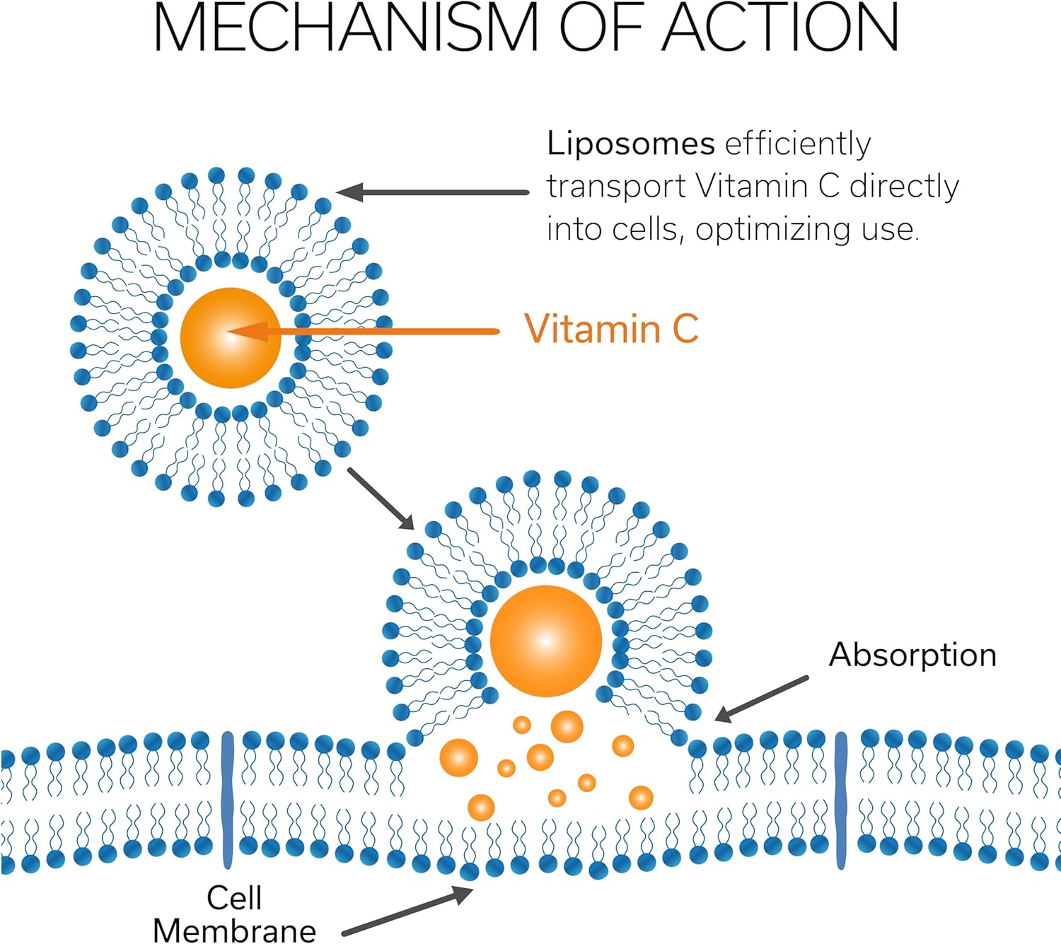 travel-boost-vitamin-c-liposomal-zinc-sticks---enhance-energy-vitality-immunity-combat-fatigue-stress---fast-absorbing-formula-for-travelers---30-pack-3
