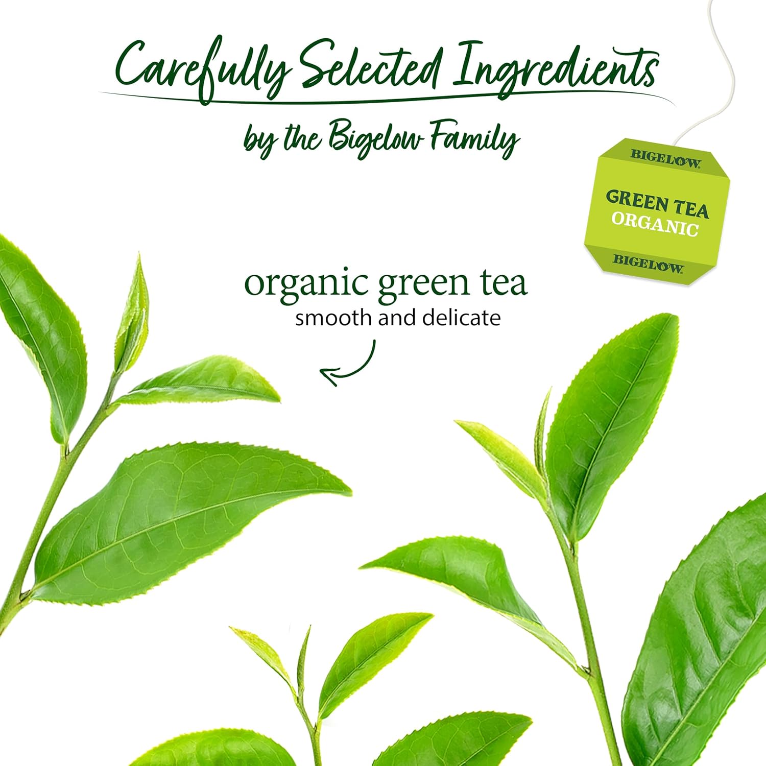 bigelow-organic-green-tea-bags---caffeinated-green-tea-240-tea-bags-6-boxes-of-40-count-3