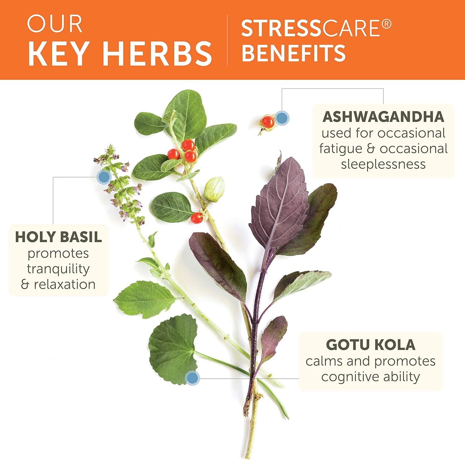 organic-stress-relief-supplement-with-ashwagandha-holy-basil---60-capsules-for-relaxation-energy-sleep-support---non-gmo-vegetarian-6