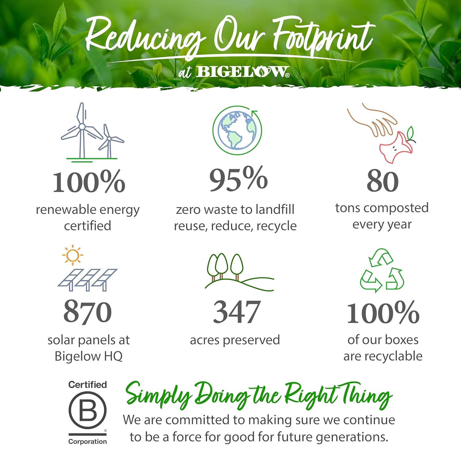 bigelow-decaffeinated-organic-pure-green-tea-bags---pack-of-6-20-count-per-box---120-total-tea-bags-by-bigelow-tea-5