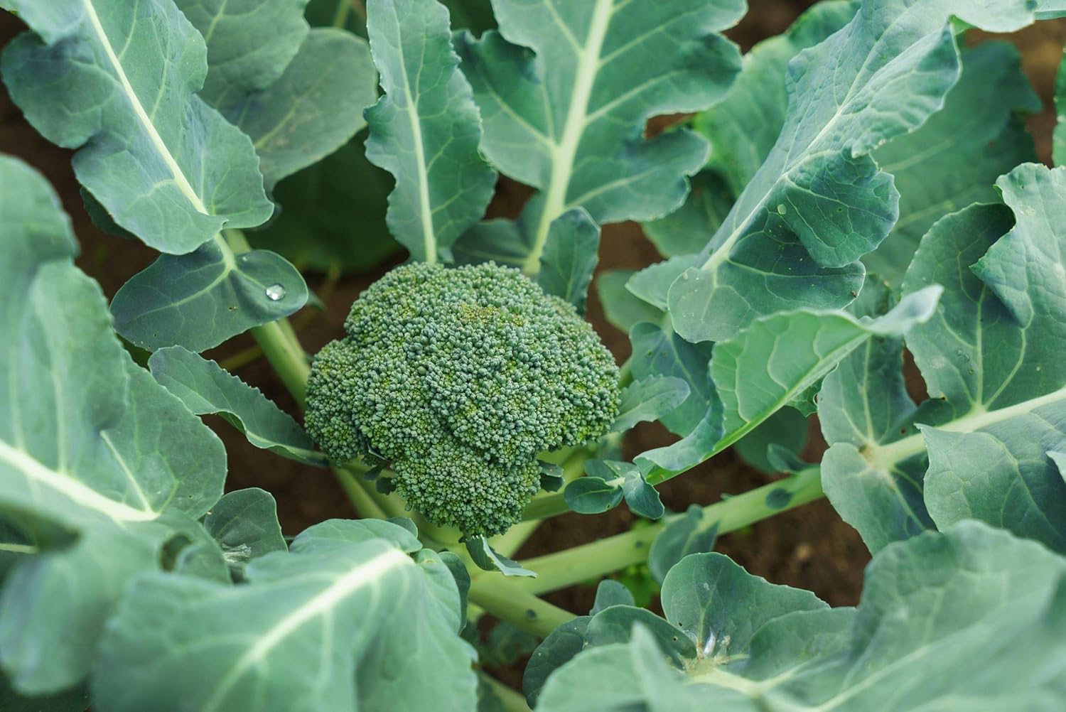organic-broccoli-powder-4oz---non-gmo-raw-kosher-ground-superfood-rich-in-fiber---vegan-juice-smoothie-ingredient-6