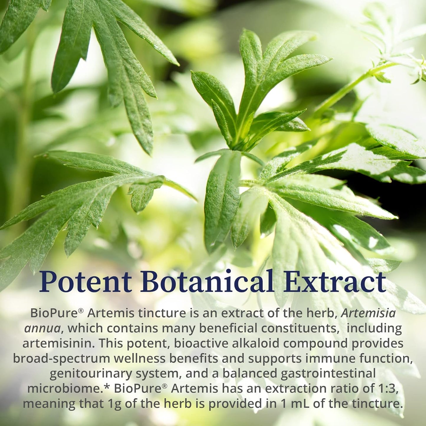 artemis-artemisia-annua-herbal-extract---immune-support-gut-health---2-fl-oz-5
