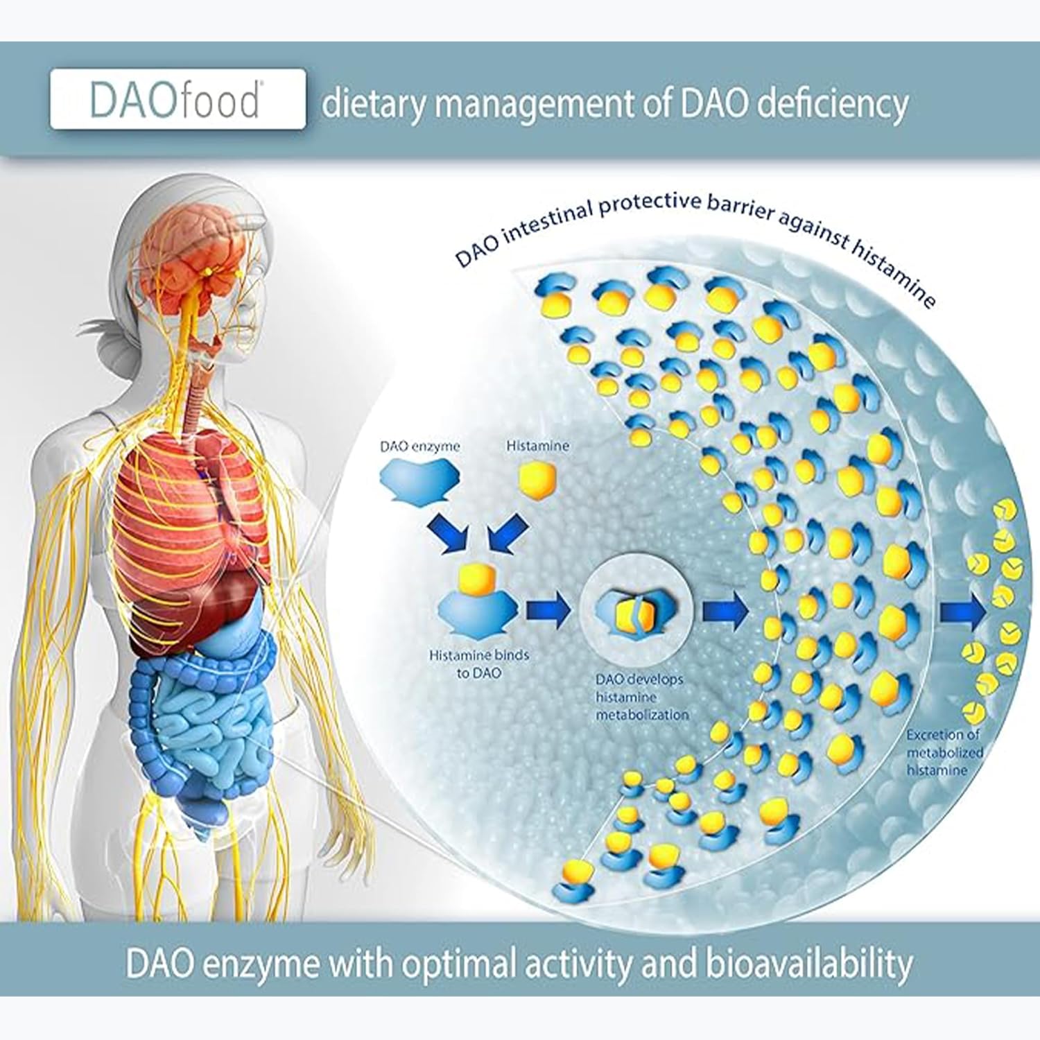 DR Healthcare DAOfood - DAO Deficiency Dietary Management - 60 Mini Gastro-Resistant Tablets Dispenser - Enzyme Supplement - Espot.com.au