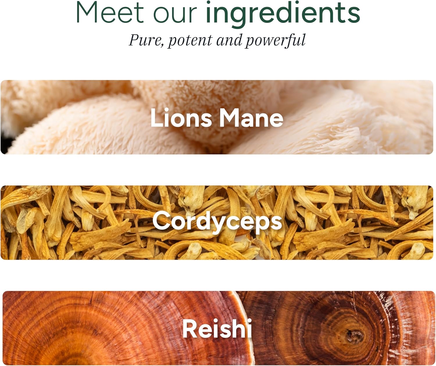 organic-mushroom-gummies---lions-mane-reishi-cordyceps---immune-brain-support---non-gmo-no-sugar---60-gummy-300mg---root-labs-3