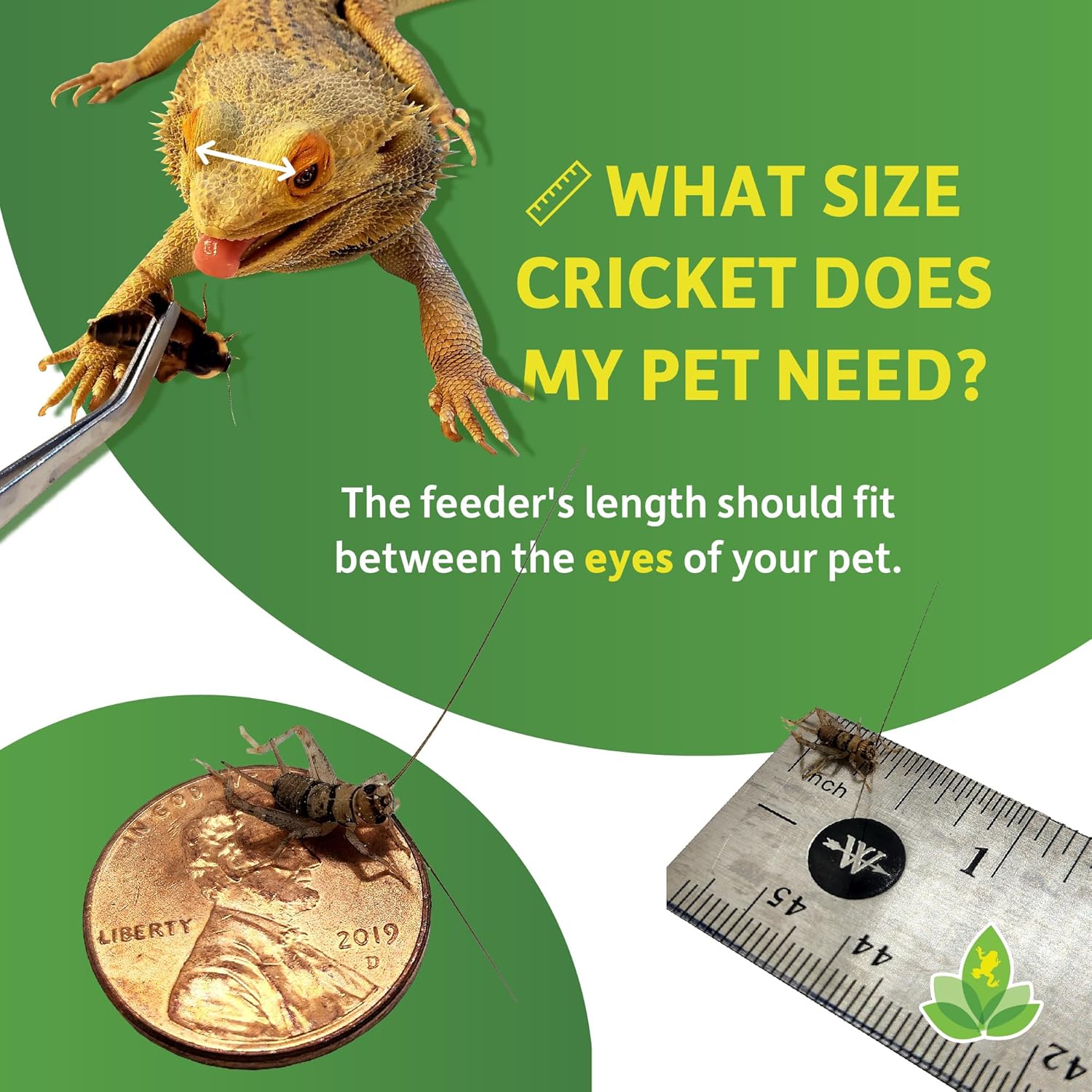 joshs-frogs-small-banded-crickets---14-size---120-count-3