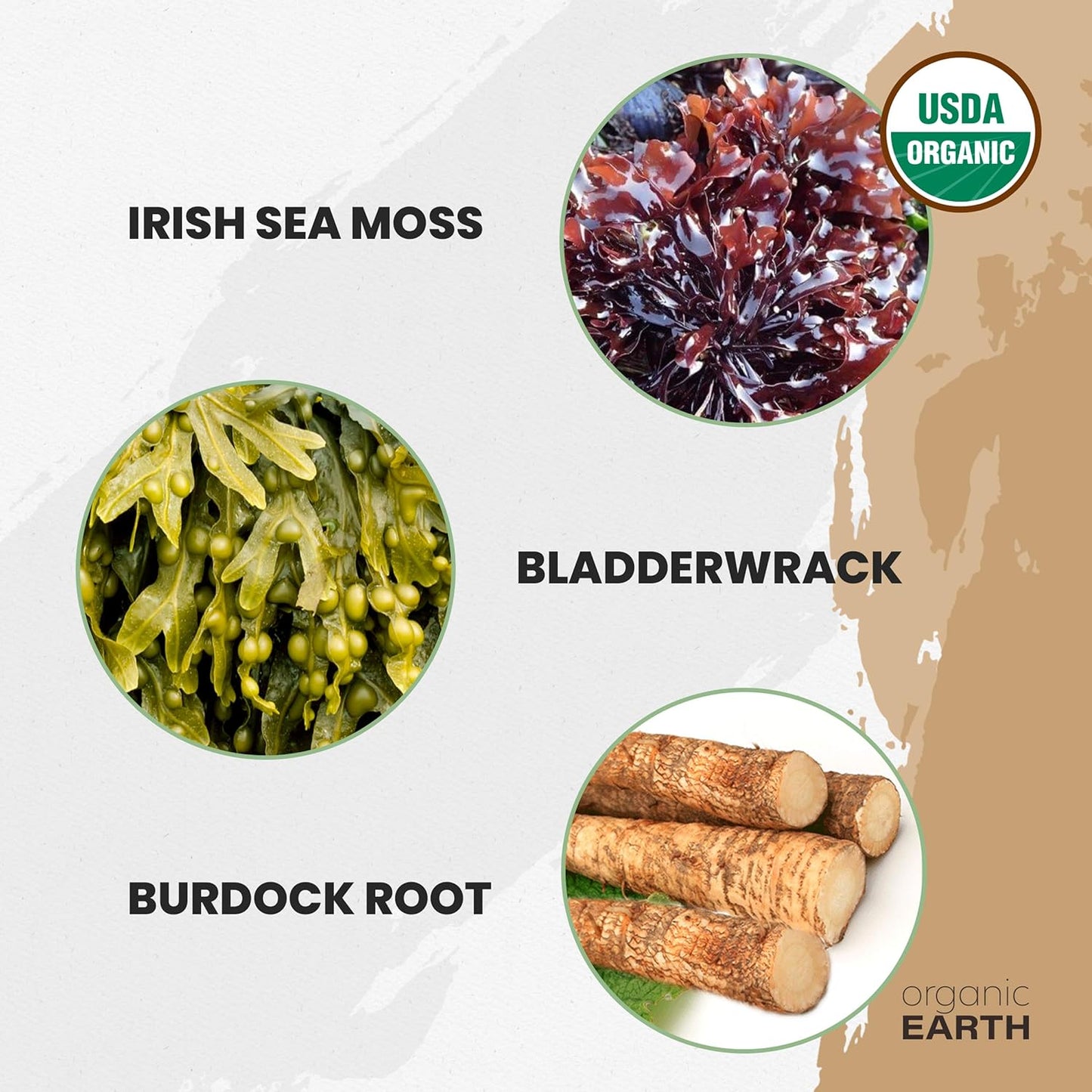 8oz-organic-irish-sea-moss-powder-with-bladderwrack-burdock-root---usda-certified-organic-for-thyroid-digestion-skin-support-7