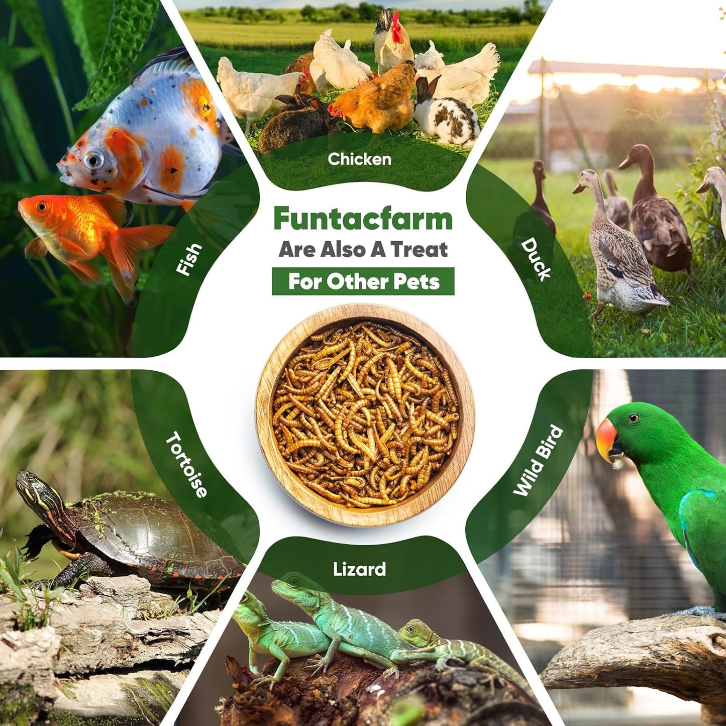 5lb-organic-black-soldier-fly-larvae-for-chickens-high-calcium-chicken-treat-gmo-free-chicken-feed-supplement-5
