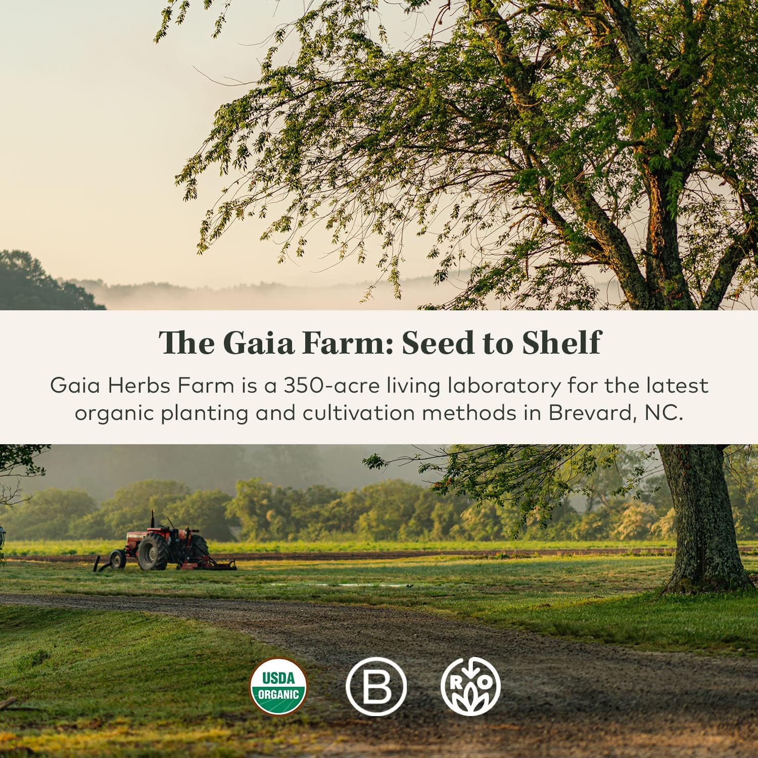 gaia-herbs-lions-mane-mushroom-holy-basil-leaf---support-neurological-health-and-positive-mindset---240-vegan-capsules-8