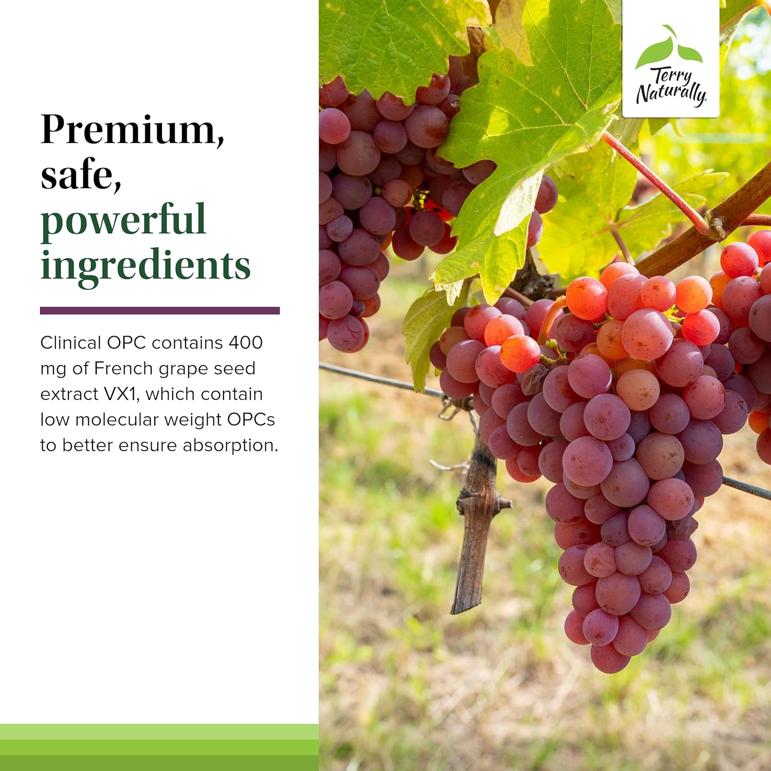 french-grape-seed-extract-supplement---terry-naturally-clinical-opc-extra-strength-softgels---non-gmo-gluten-free---60-servings-5