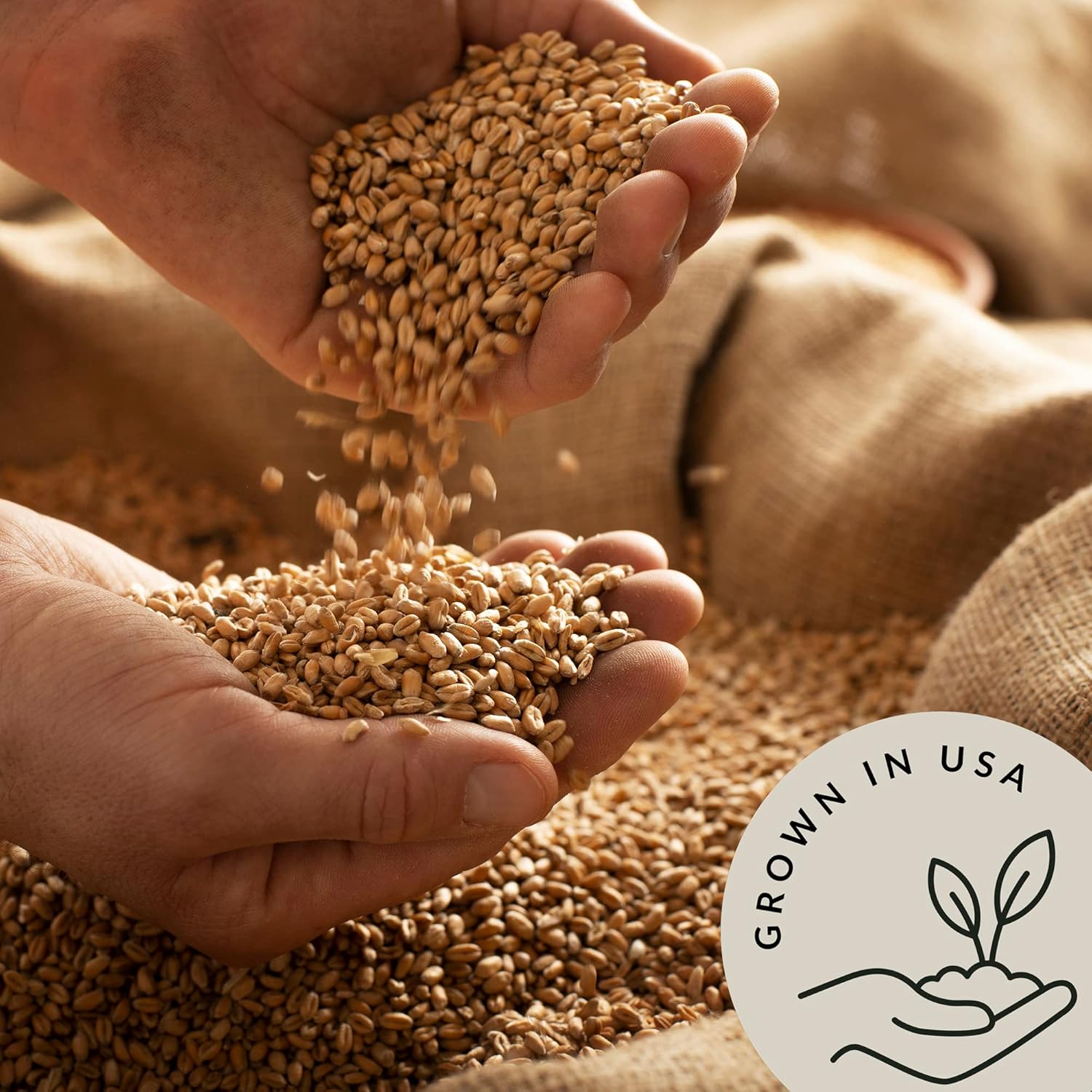 organic-hard-white-wheat-berries-bulk---high-protein-fiber---ideal-for-baking-cooking---usda-certified---non-gmo---58-lb-pack-4