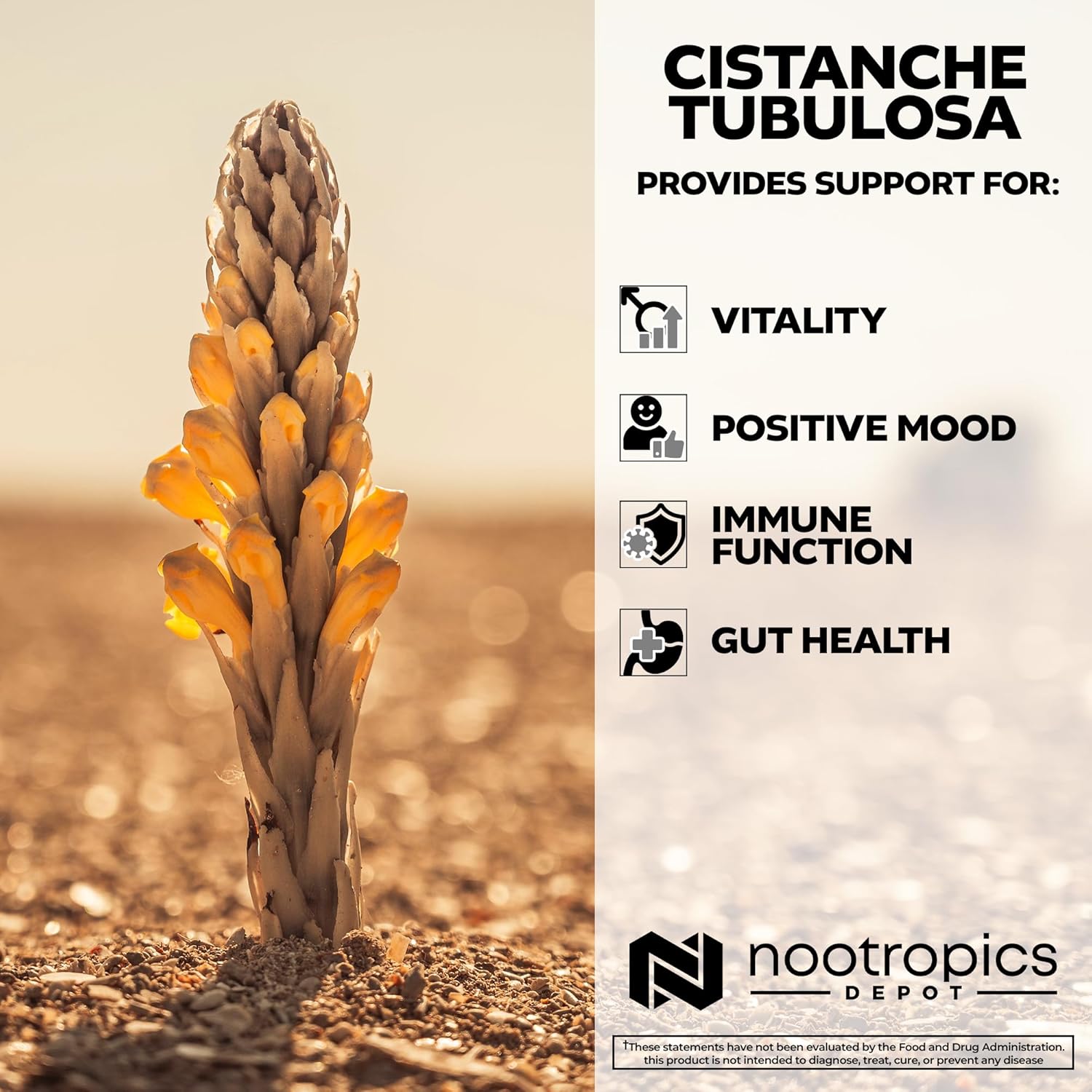 cistanche-tubulosa-tablets-200mg-60-count-high-echinacoside-acetoside-boosts-energy-strength-and-vitality-4