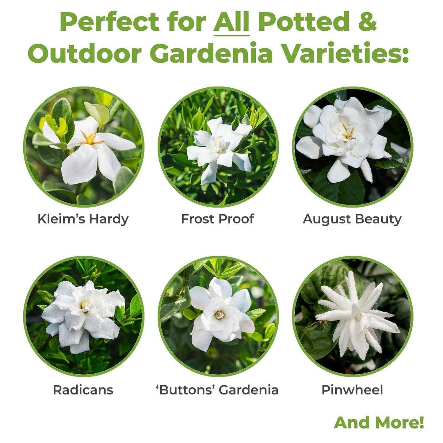 8oz-gardenia-liquid-fertilizer-for-indooroutdoor-flowering-plants---tailored-bloom-boosting-plant-food-by-perfect-plants-3
