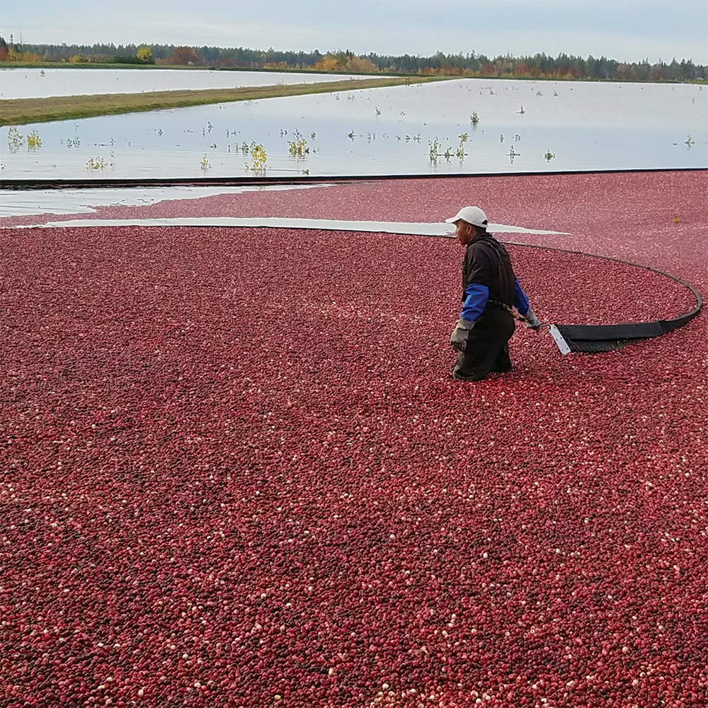 mariani-organic-dried-cranberries---30-oz-bag---premium-quality-organic-cranberries-7