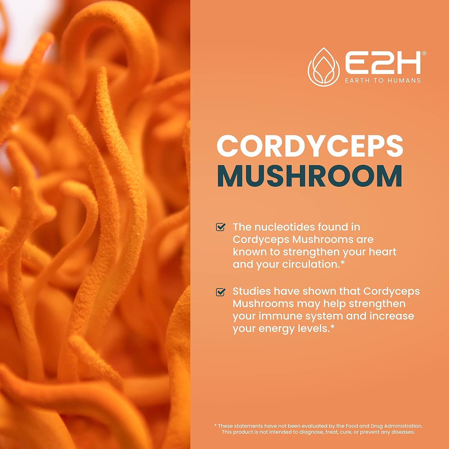 e2h-earth-to-humans-turkey-tail-cordyceps-extracts-bundle---immune-support-focus-memory-clarity---non-gmo-vegan---4-fl-oz-total-2