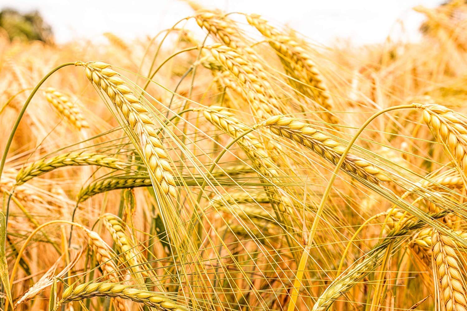 6-lbs-barley-flour---fine-powder-kosher-vegan-high-fiber-usa-product---baking-alternative-to-wheat-flour-6