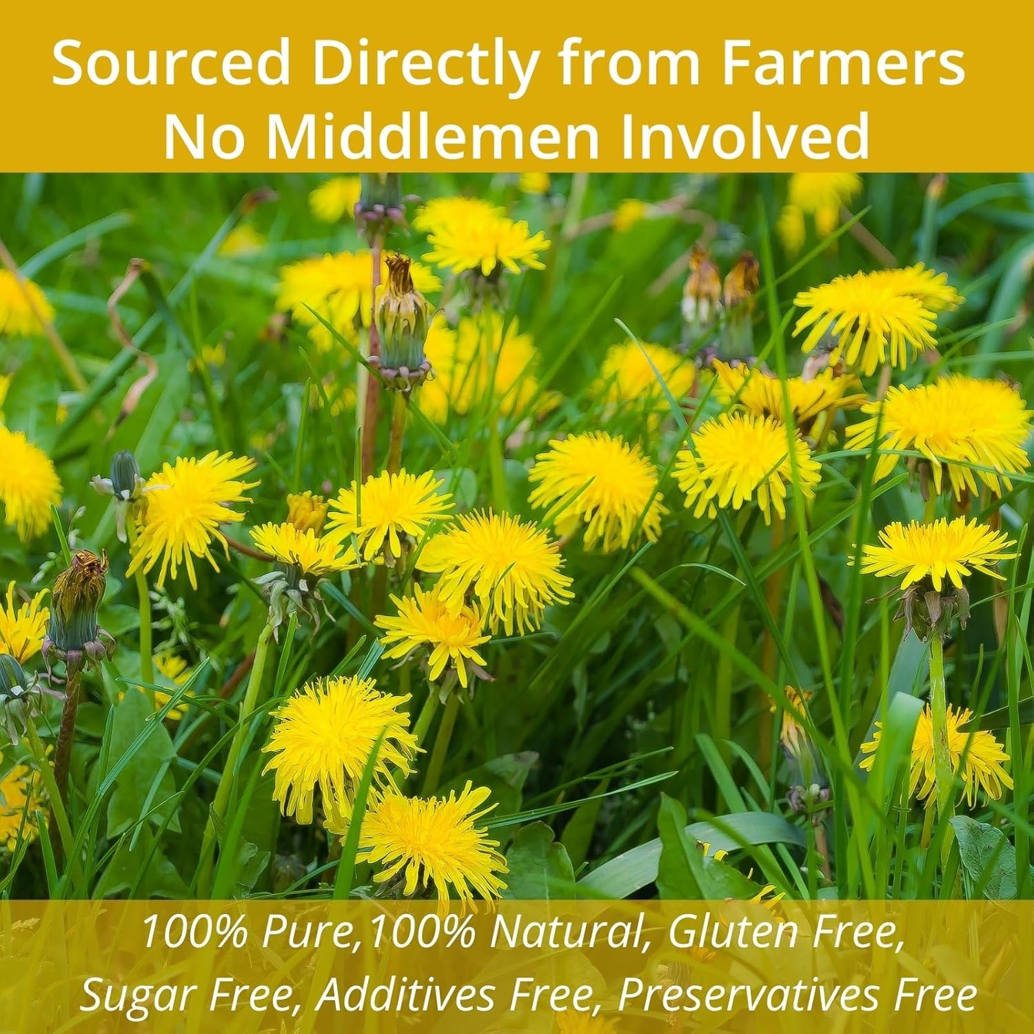 vitalforest-natural-detox-dandelion-root-tea-bags---60-bags-2g-each---caffeine-free-coffee-substitute---canister-packaged---diente-de-leon-8