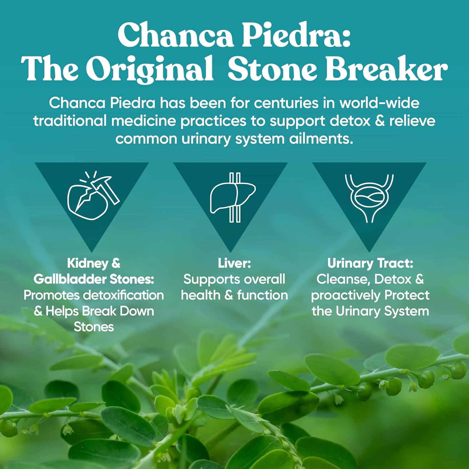 natural-kidney-cleanse-gallbladder-supplement---urinary-tract-detox---stone-breaker-impurity-flush---60-vegan-capsules-5