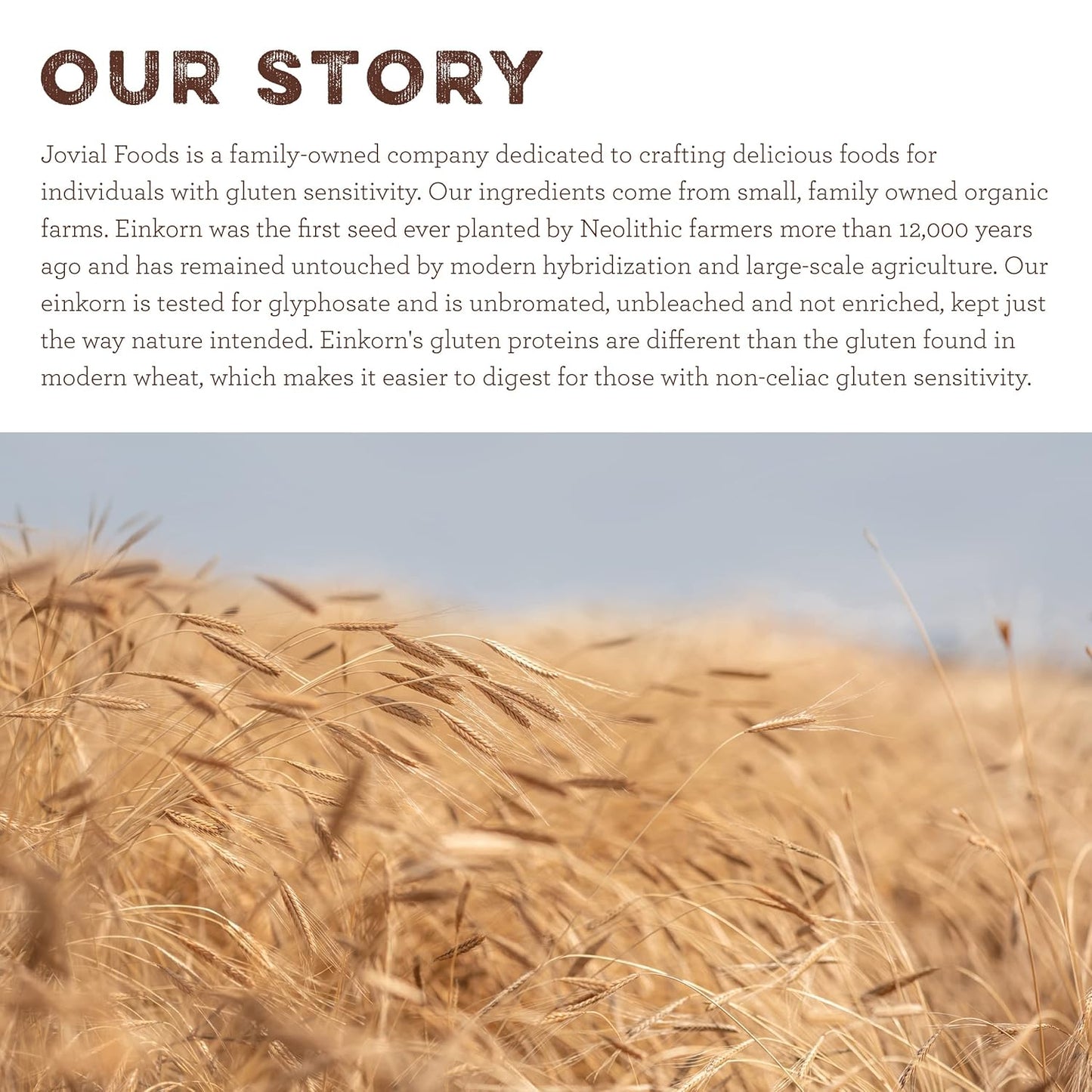 Organic Einkorn All Purpose Flour for Bread Baking - High Protein, Non-GMO, Sourdough Flour - 32 Oz, 3 Pack - Espot.com.au