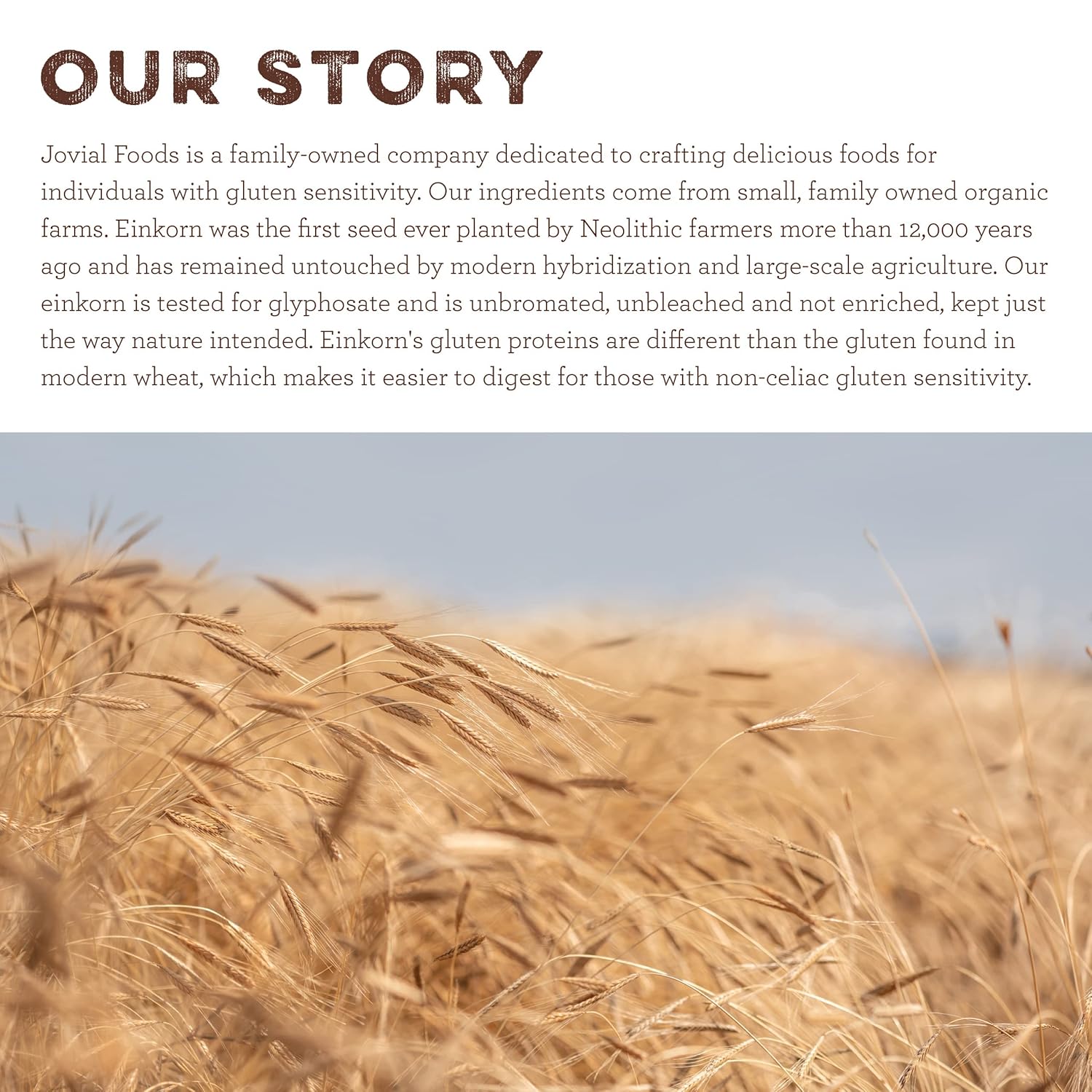 Organic Einkorn All Purpose Flour for Bread Baking - High Protein, Non-GMO, Sourdough Flour - 32 Oz, 3 Pack - Espot.com.au
