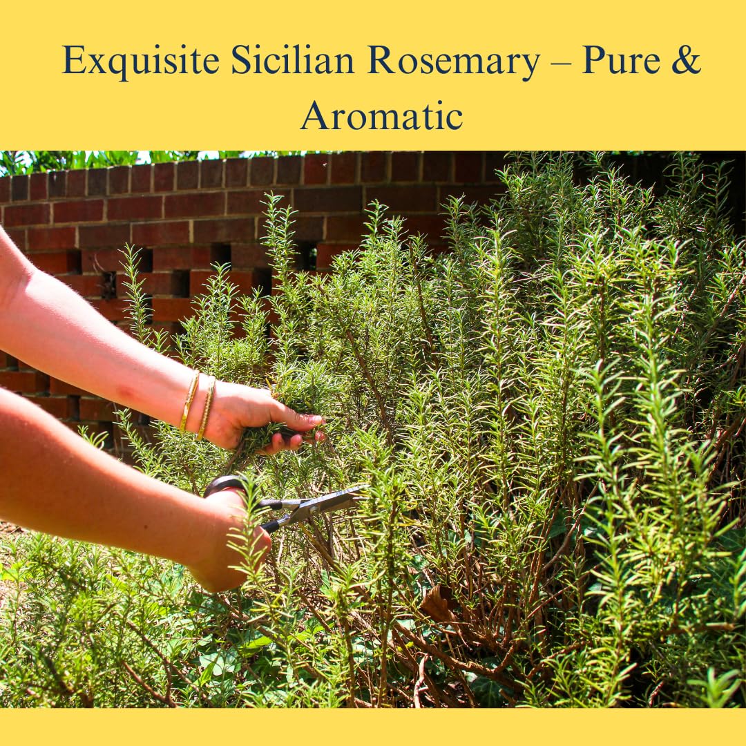 sicilian-rosemary-leaves-211-oz-60g-whole-leaf-sprigs-from-italy---non-gmo-loro-del-sud-4