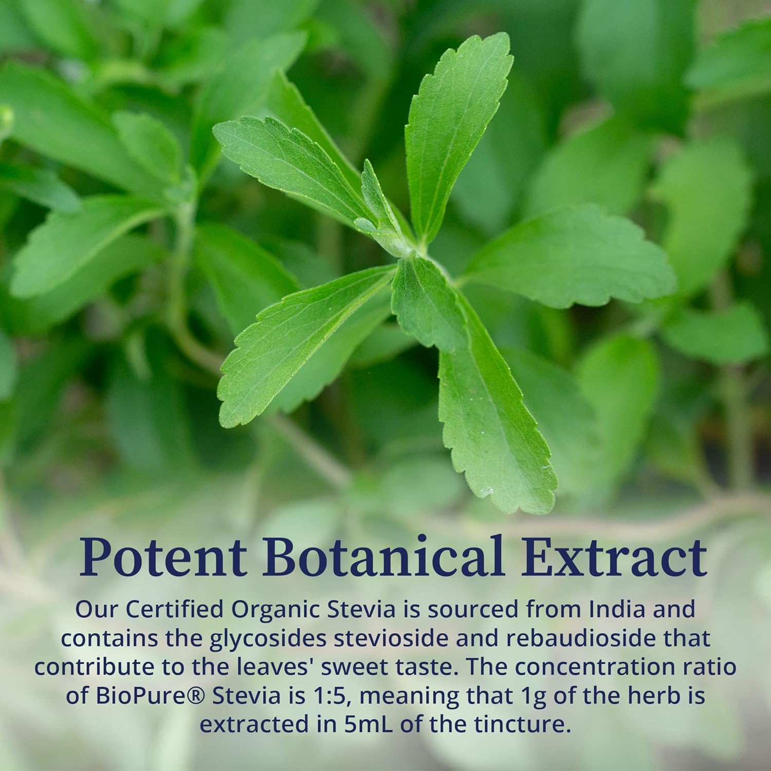 Certified Organic BioPure Stevia Extract Tincture - Immune Support & Gut Health - 2 fl oz - Espot.com.au
