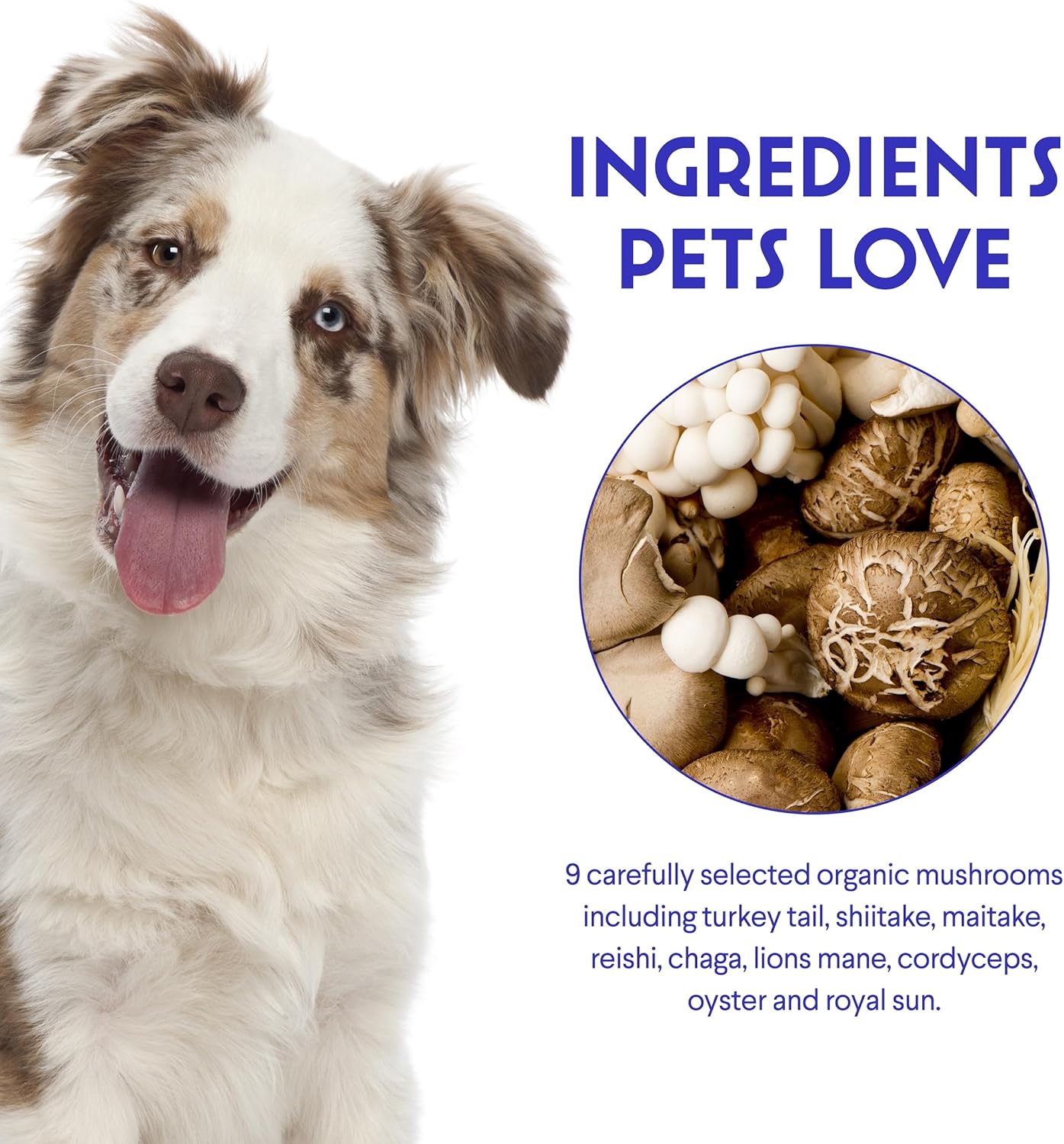 organic-mushroom-complex-immune-support-powder-for-dogs-with-turkey-tail-reishi-lions-mane---boosts-immunity-cognition-and-longevity---90-scoops-6